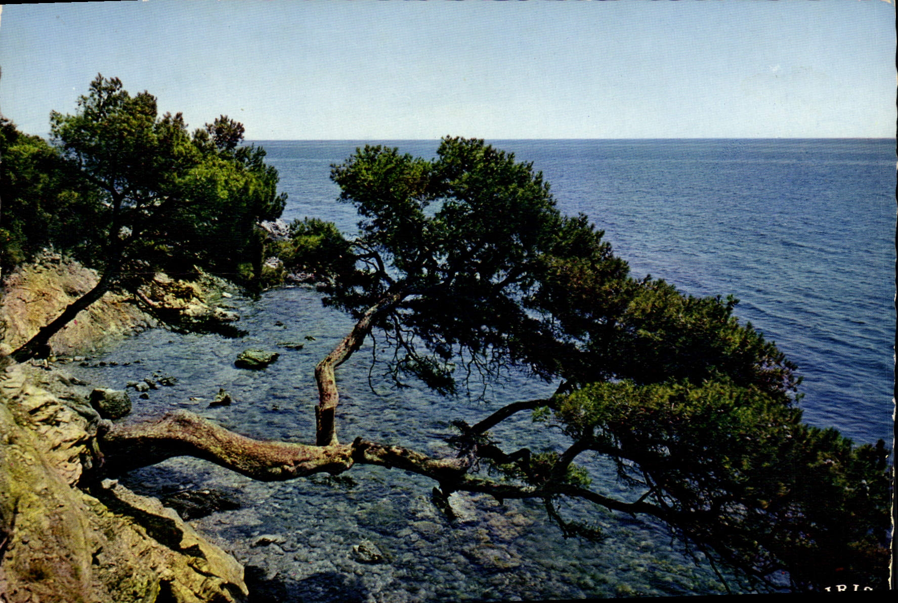 CPM Cote d'Azur Reflets Les pins penches