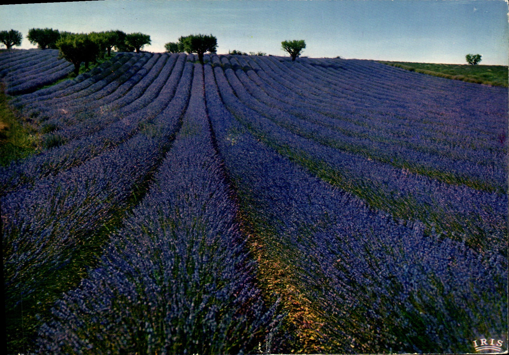 POSTAL MODERNA campo de la lavanda