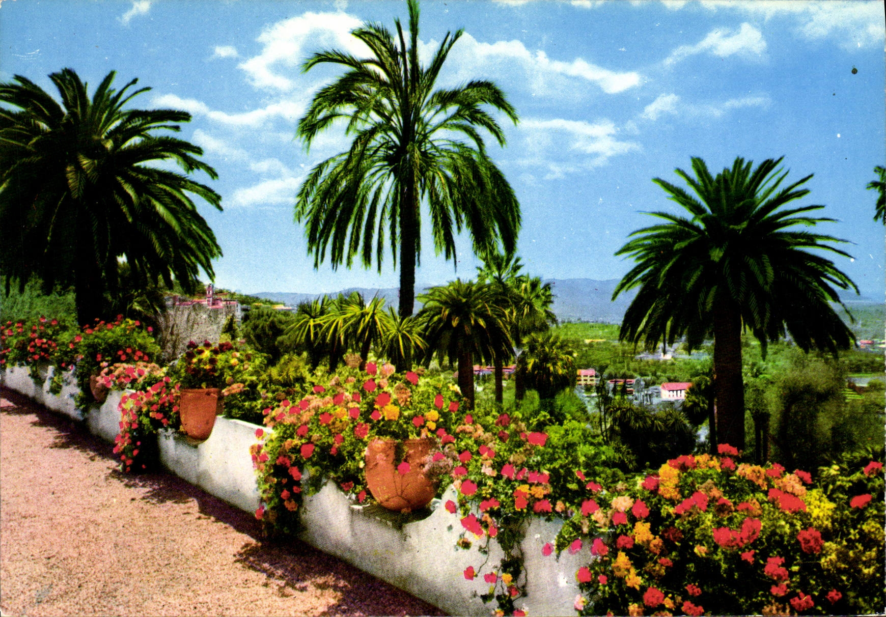 CPM Cote D'Azur Et Provence Sa Vegetation