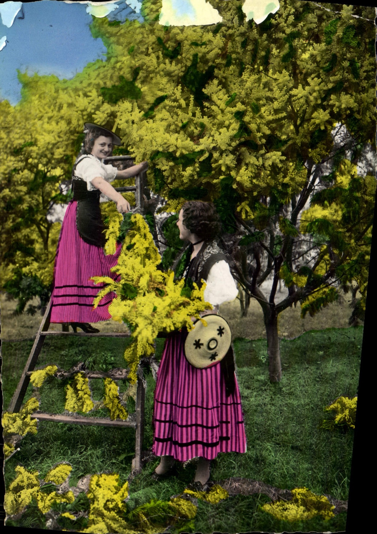 CPM Reflets De La Cote D'Azur La Cueillette Du Mimosa Femmes