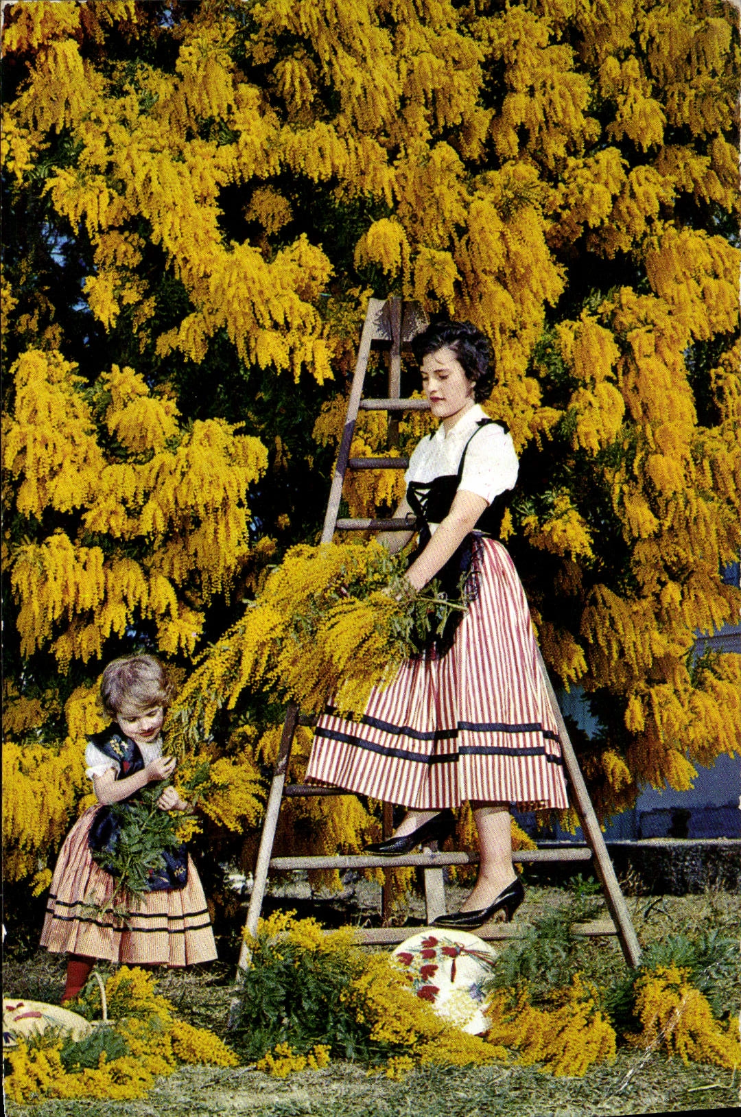 CPM Cueillette Du Mimosa Folklore Femme Enfant