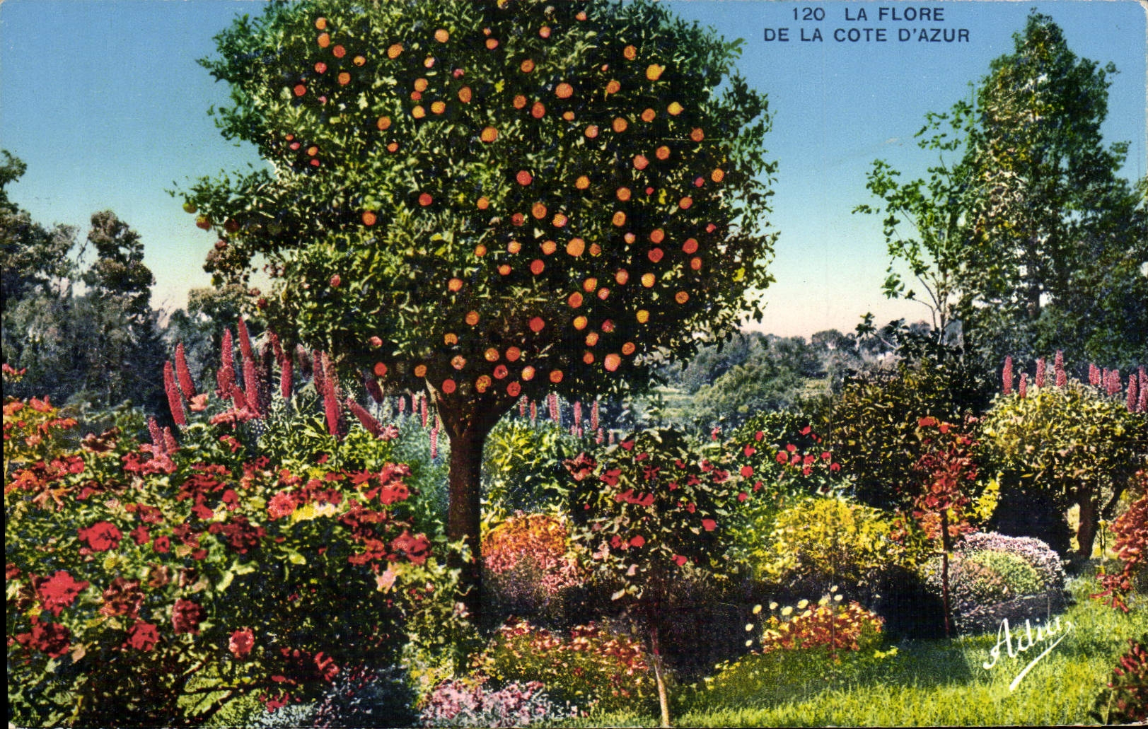 CPA La Flore De La Cote D'Azur 