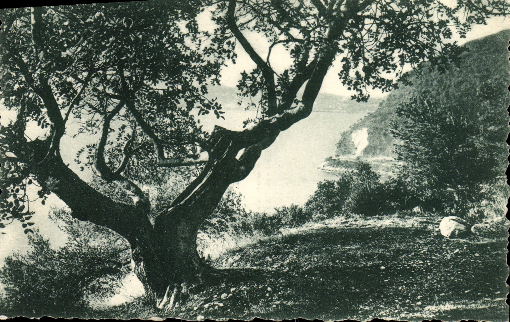 MODERN CARD Beaulieu