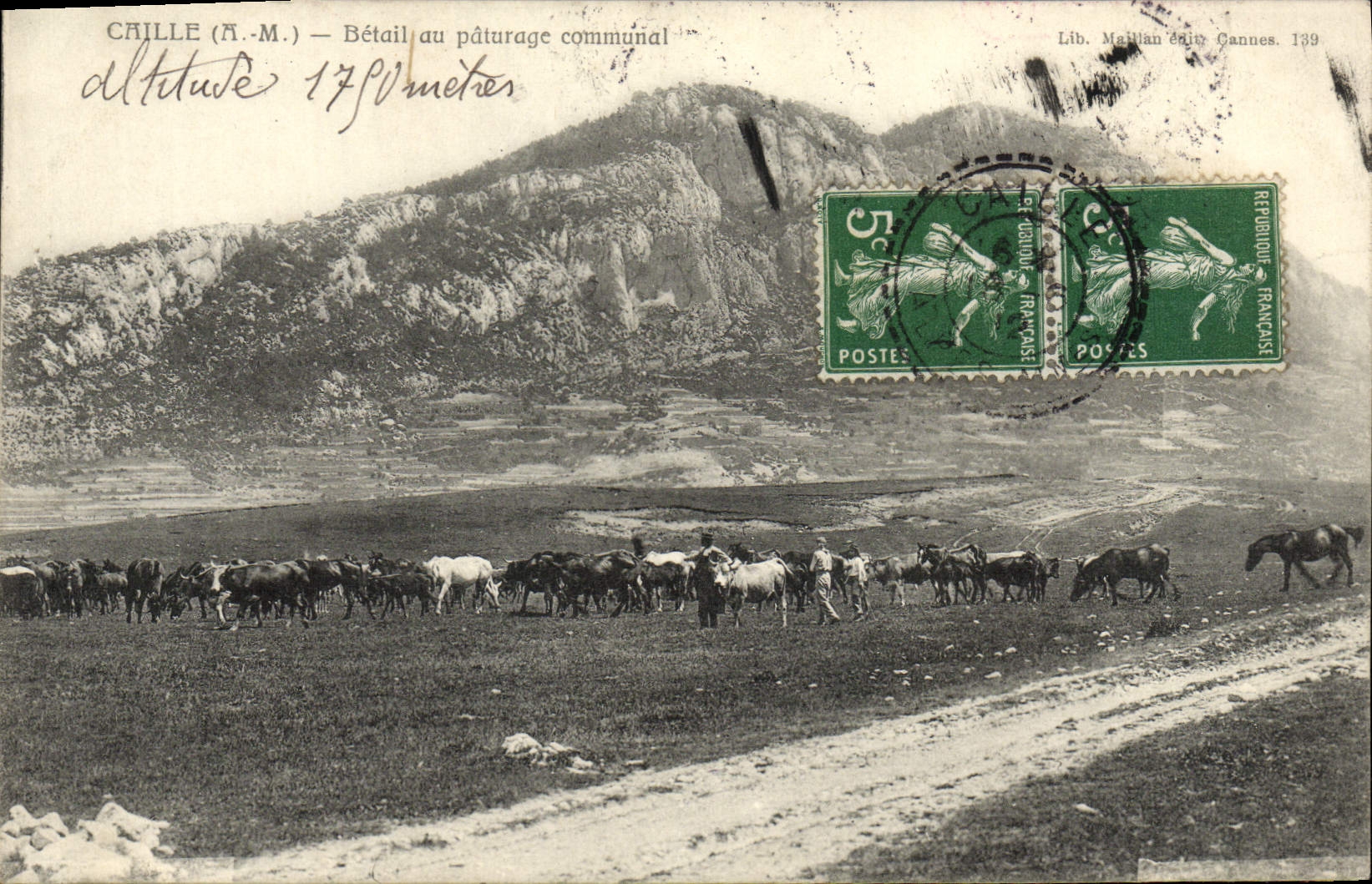 Ganado de Ruail de la POSTAL de la VENDIMIA con las vacas comunales del pasto