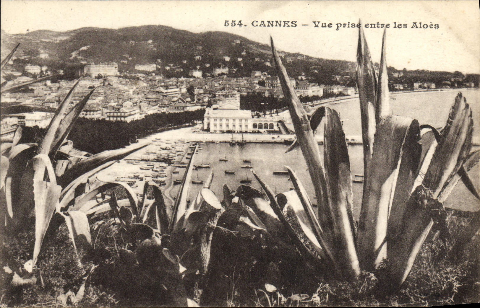 VINTAGE POSTCARD Cannes Seen from Between Aloes