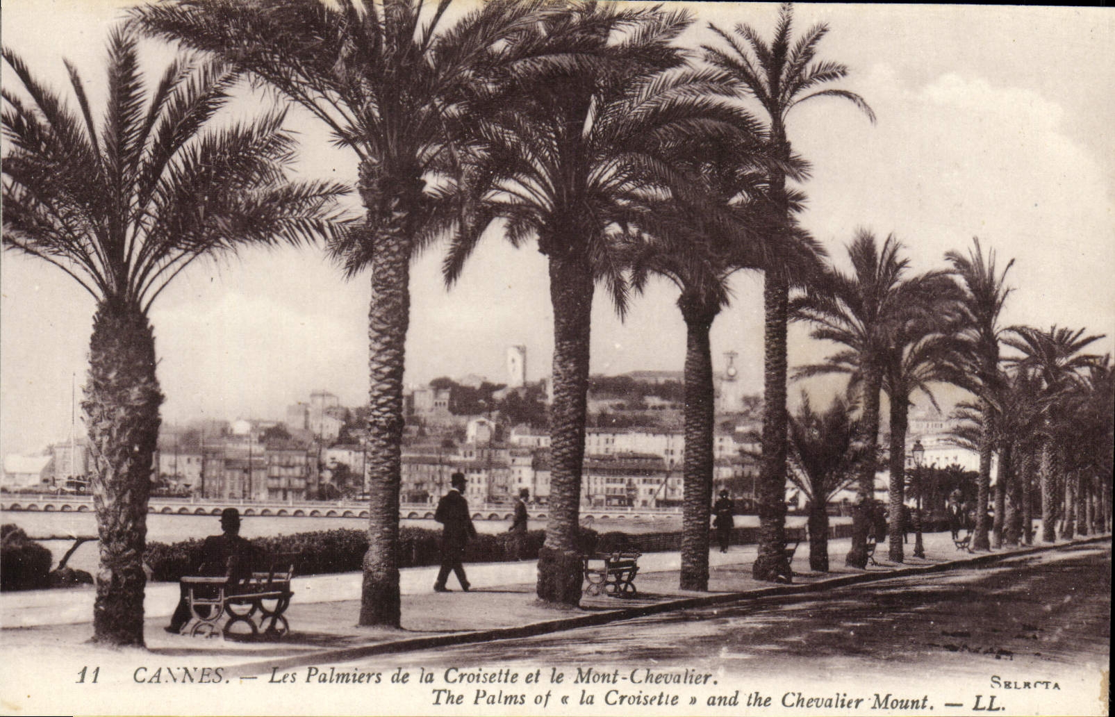 VINTAGE POSTCARD Cannes Palm trees of Croisetle and the Mount Knight