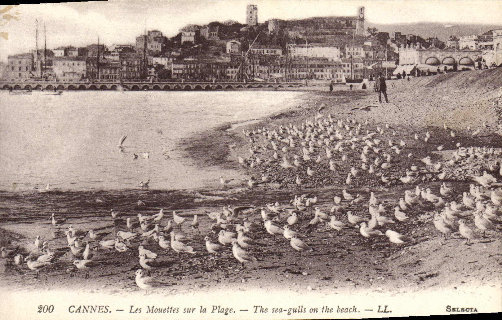 CPA Cannes Les Mouettes sur la Plage 