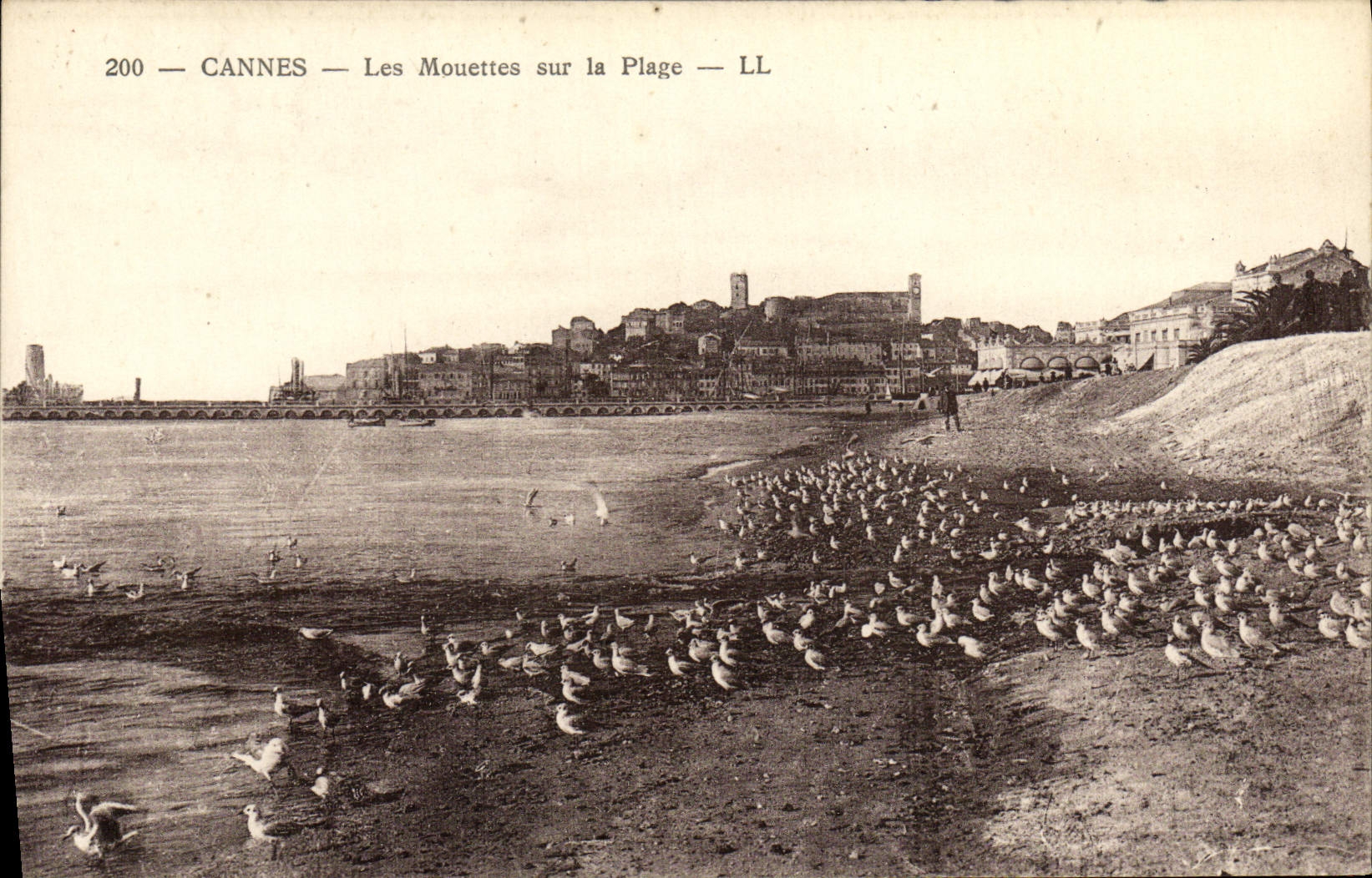 CPA Cannes Les Mouettes sur la Plage