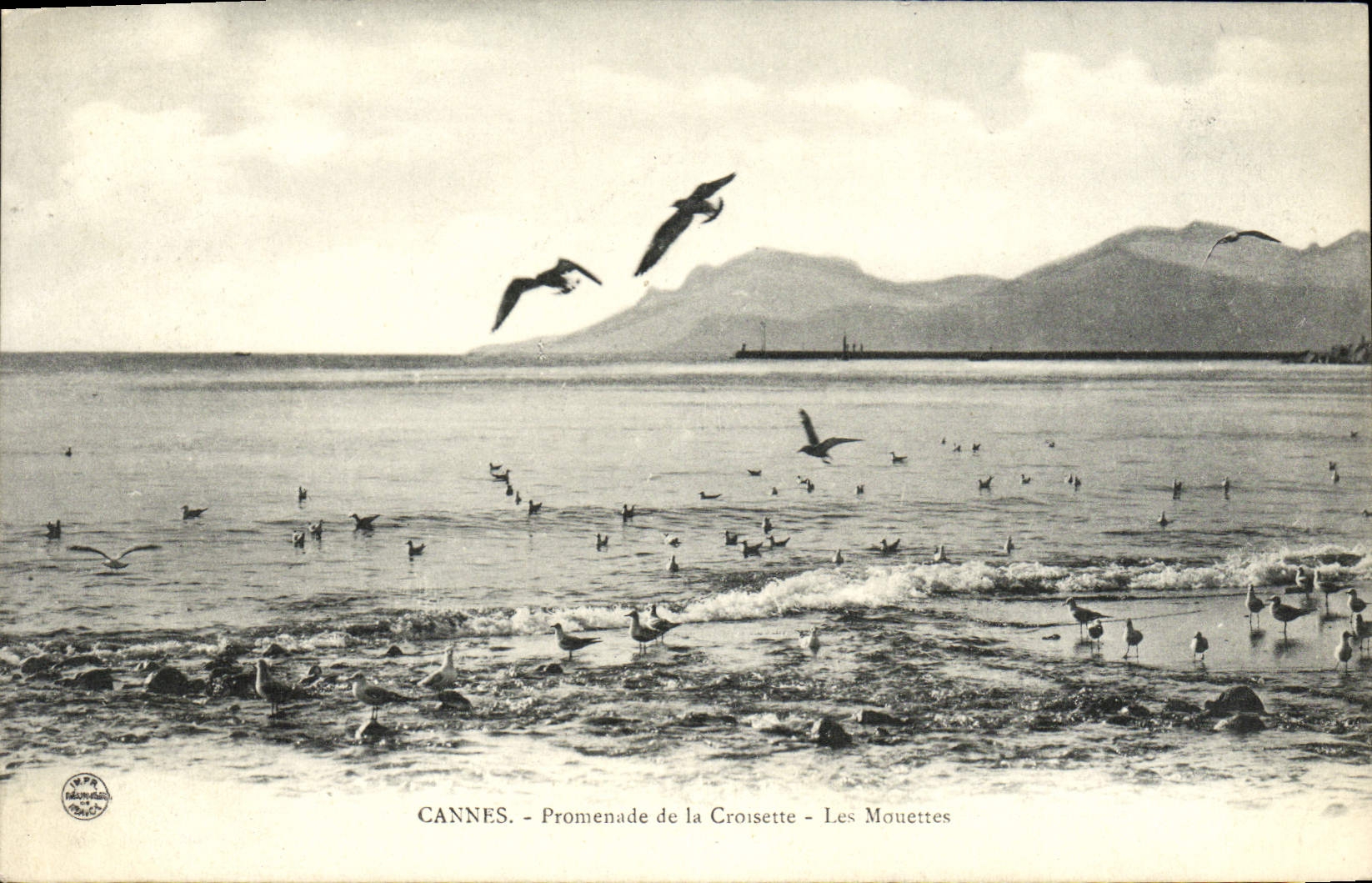 CPA Cannes Promenade de la Croisette Les mouettes