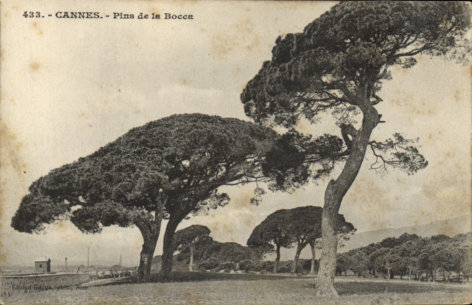 VINTAGE POSTCARD Cannes Pines of Bocca