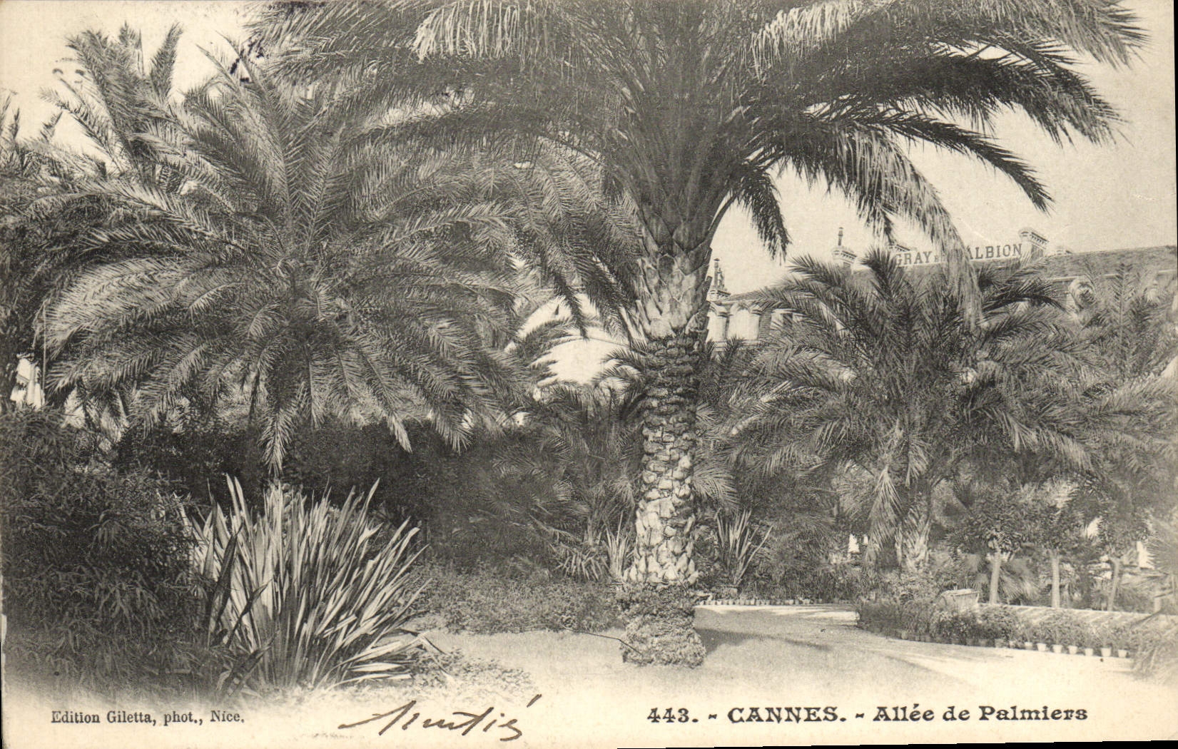 CPA Cannes Allee De Palmiers