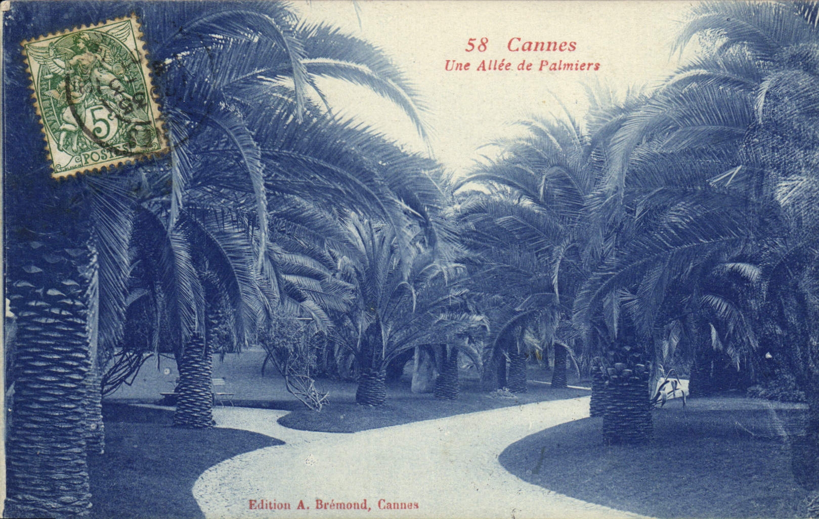 VINTAGE POSTCARD Cannes an Alley of Palm trees