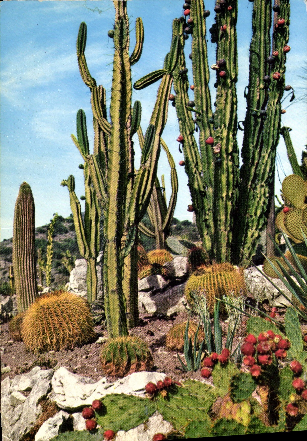 POSTAL MODERNA aldea de Eze el jardín exótico