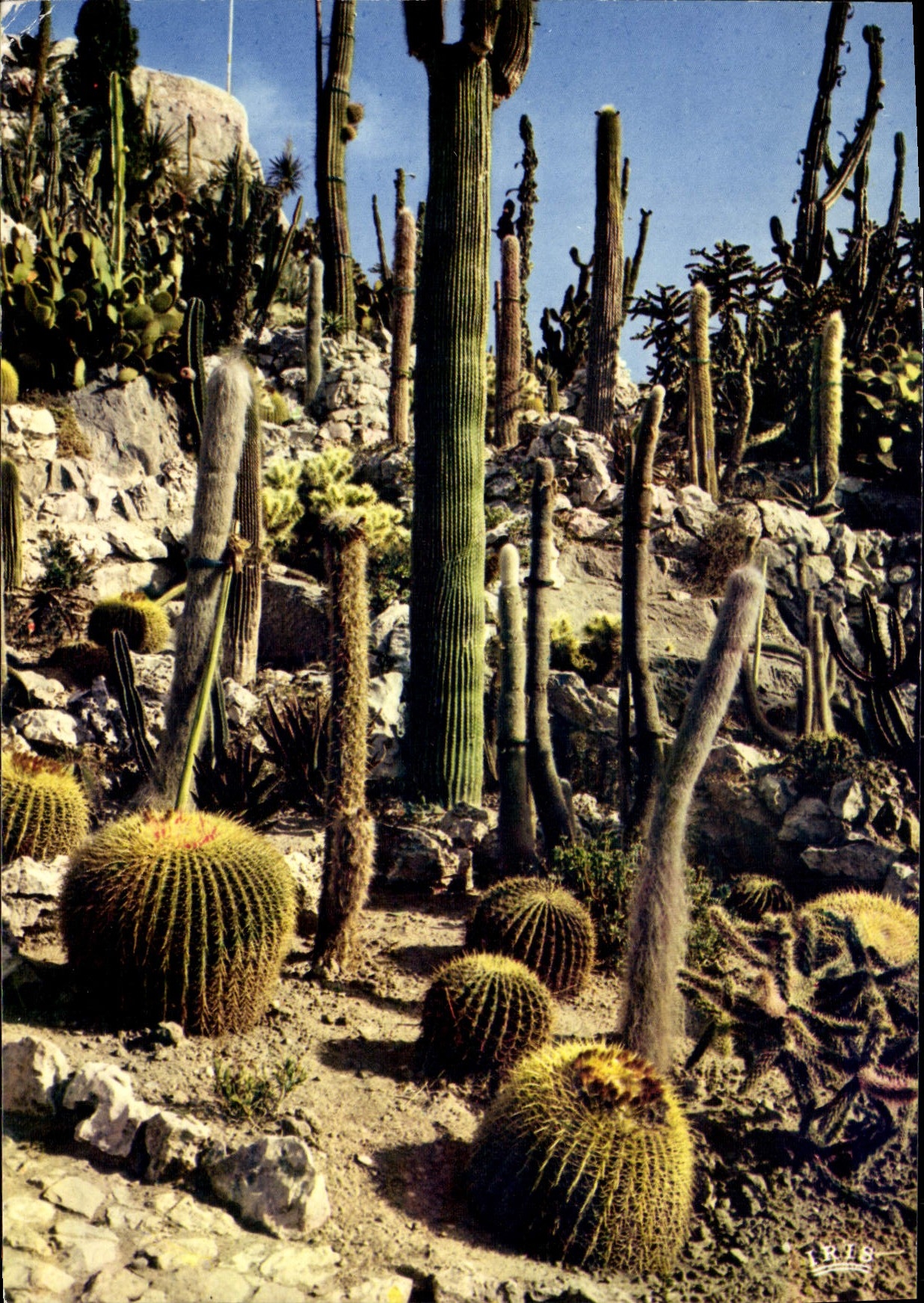 POSTAL MODERNA aldea de Eze el cacto exótico del jardín
