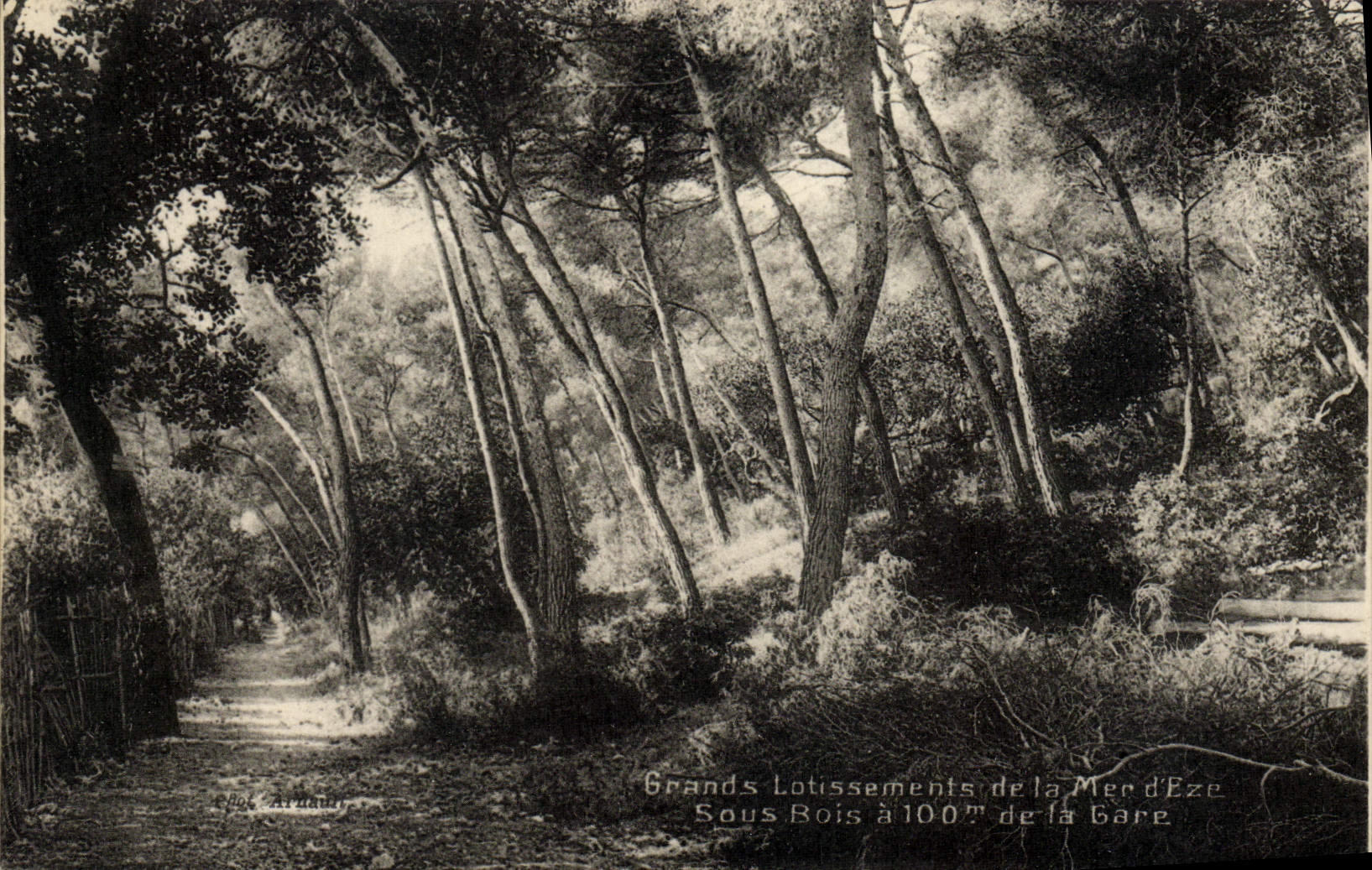 Asignaciones de la POSTAL de la VENDIMIA grandes del mar de Eze