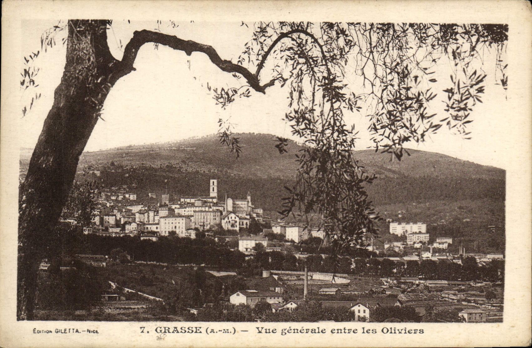 Opinión grasa de la POSTAL de la VENDIMIA entre los Aceituna-árboles