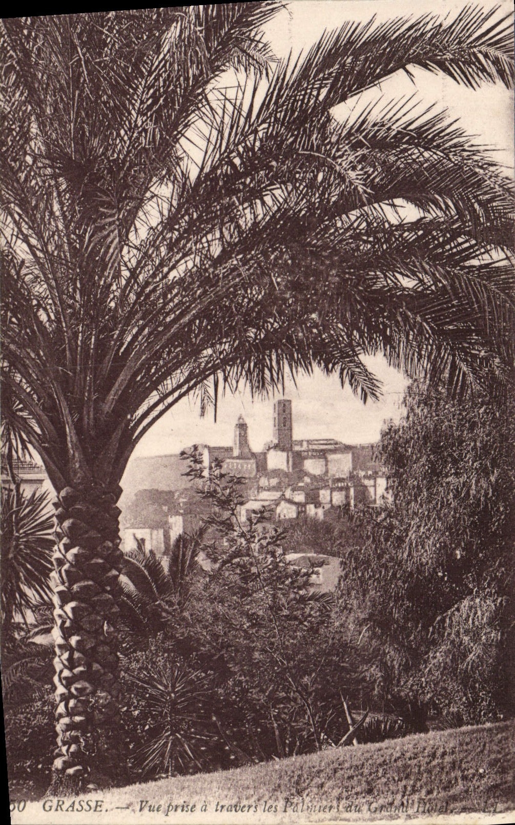 CPA Grasse Vue prise a travers les palmiers du grand hotel