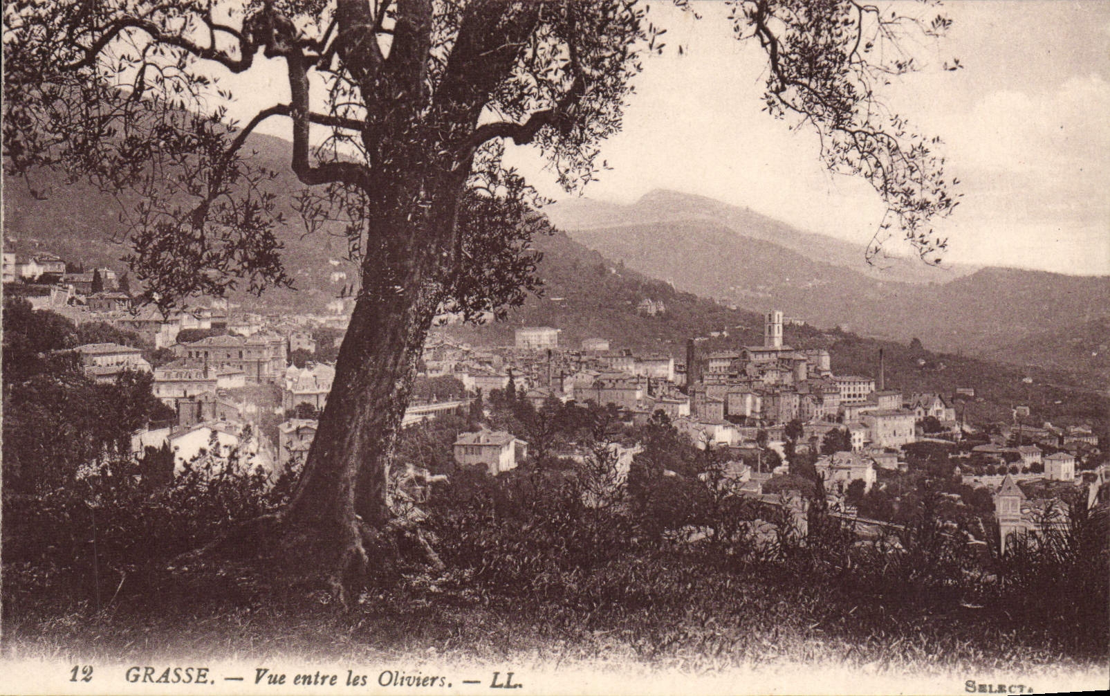 CPA Grasse Vue entre les Oliviers 