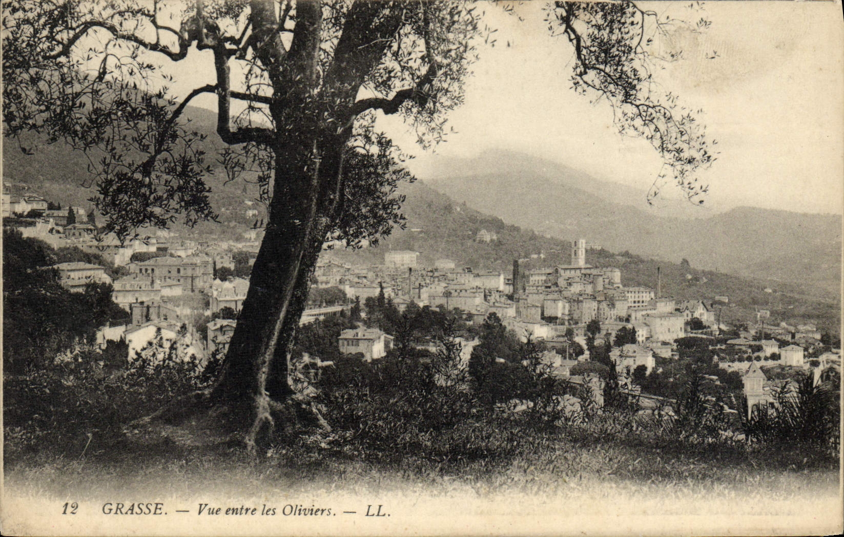 CPA Grasse Vue entre les Oliviers 