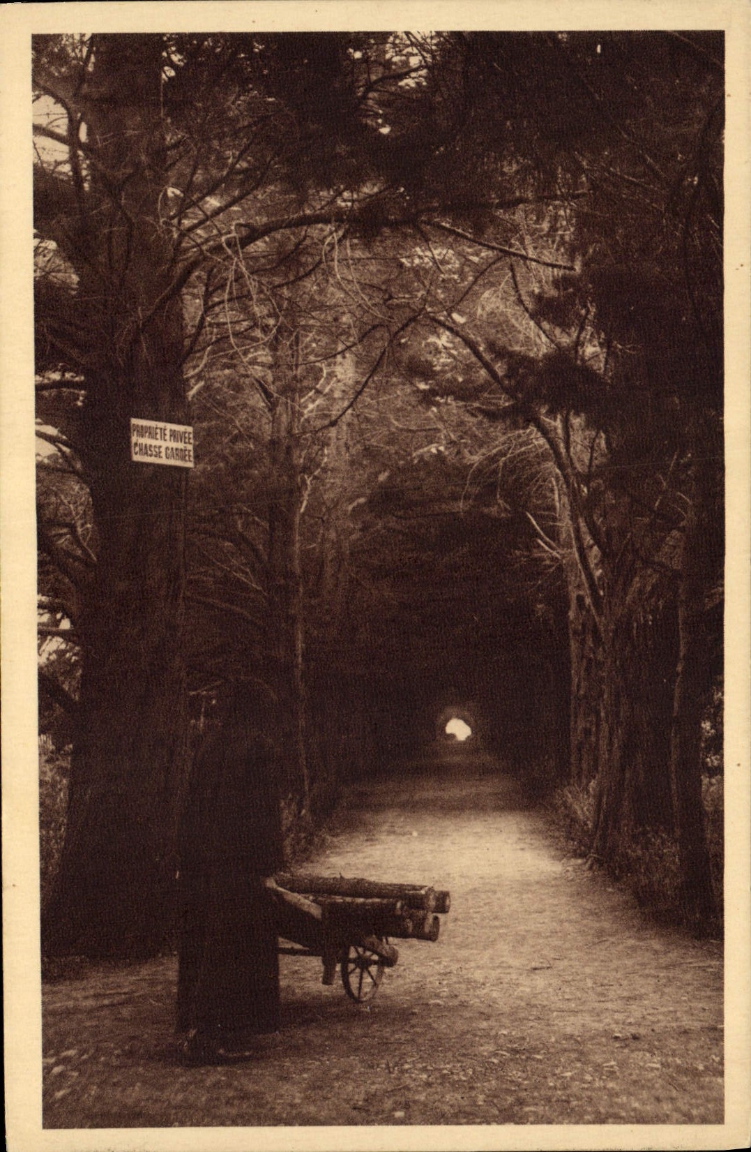 CPA Abbaye de N D de Lerins lle St Honorat Allee de cypres conduisant au monastere