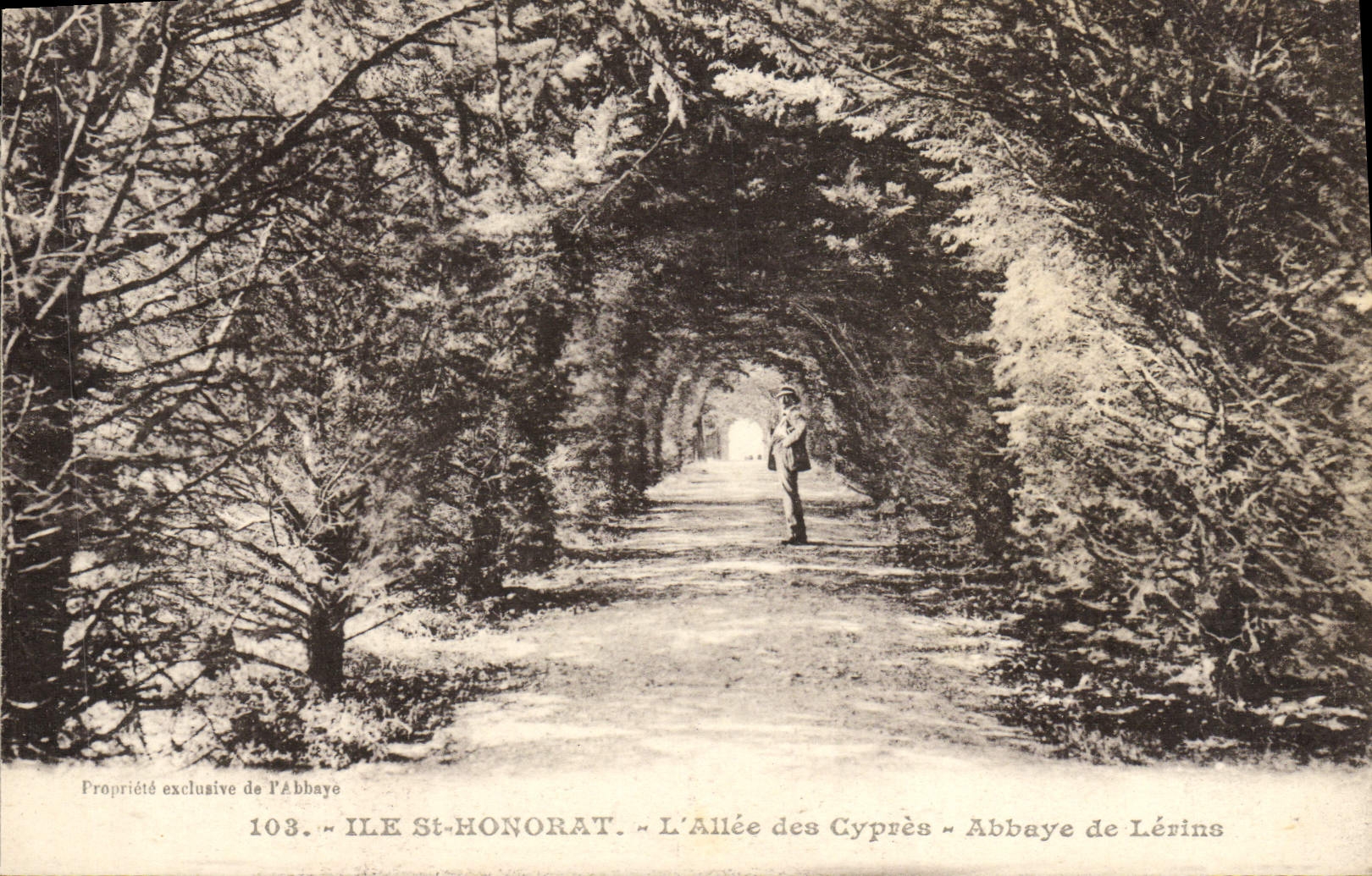 CPA Ile Saint Honorat L'allee des cypres Abbaye de Lerins 