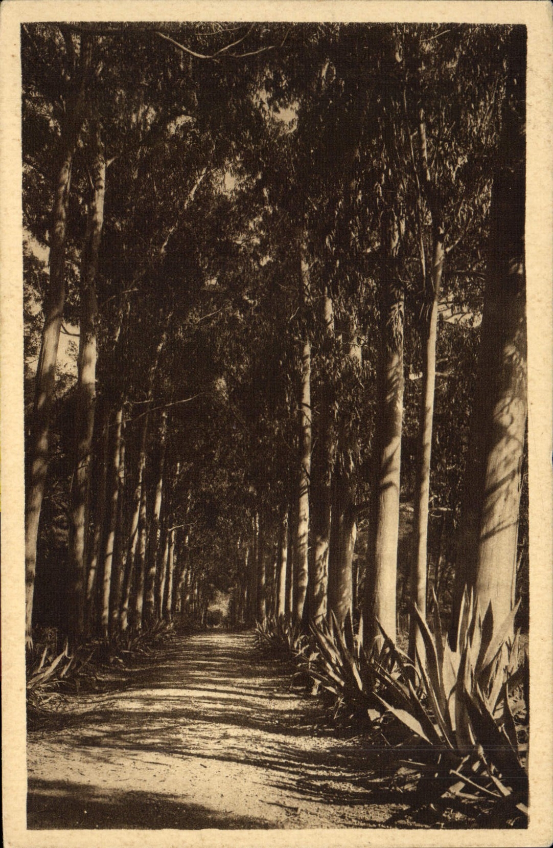 POSTAL de la VENDIMIA el co. Margarita ida de eucalipto