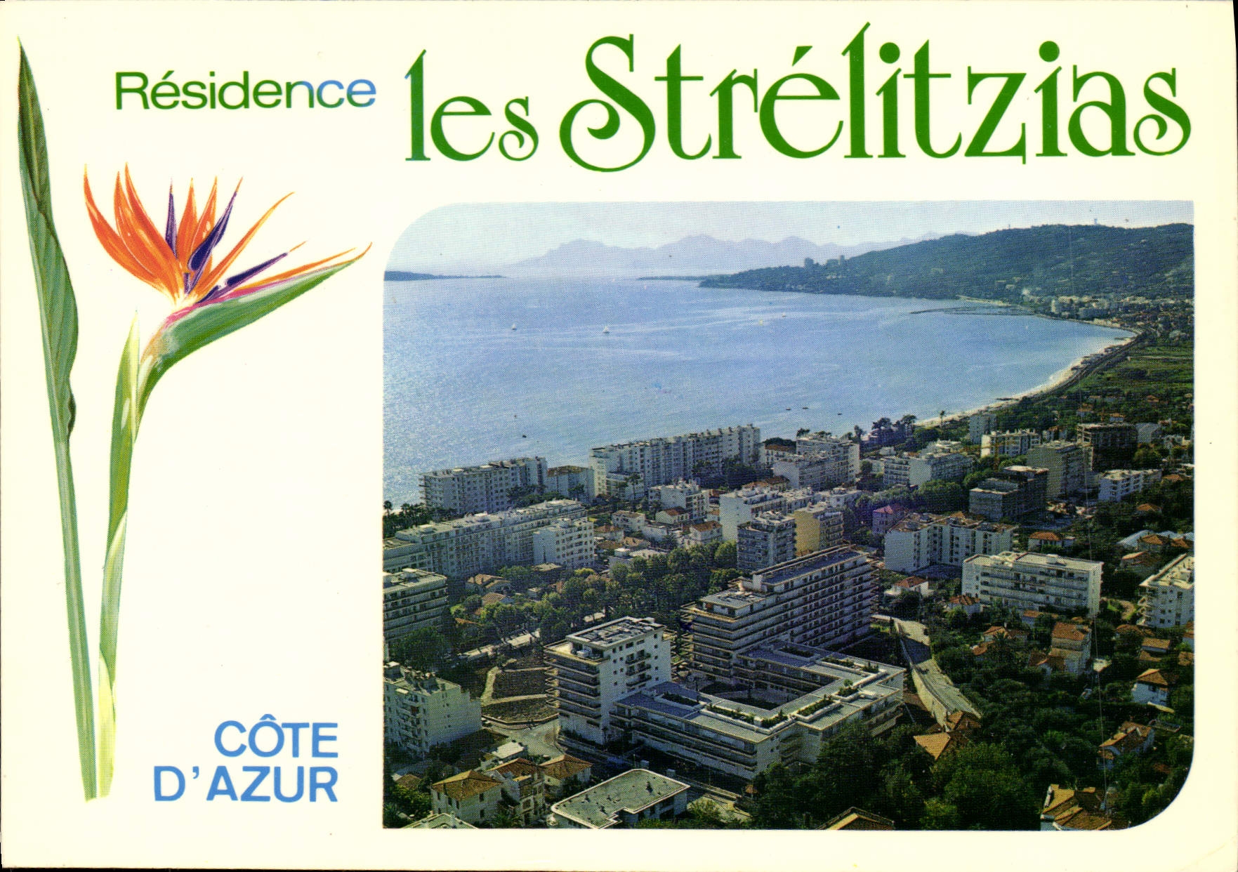 POSTAL MODERNA pinos de Paulina Juan de la calle de los Strelitzias de la residencia