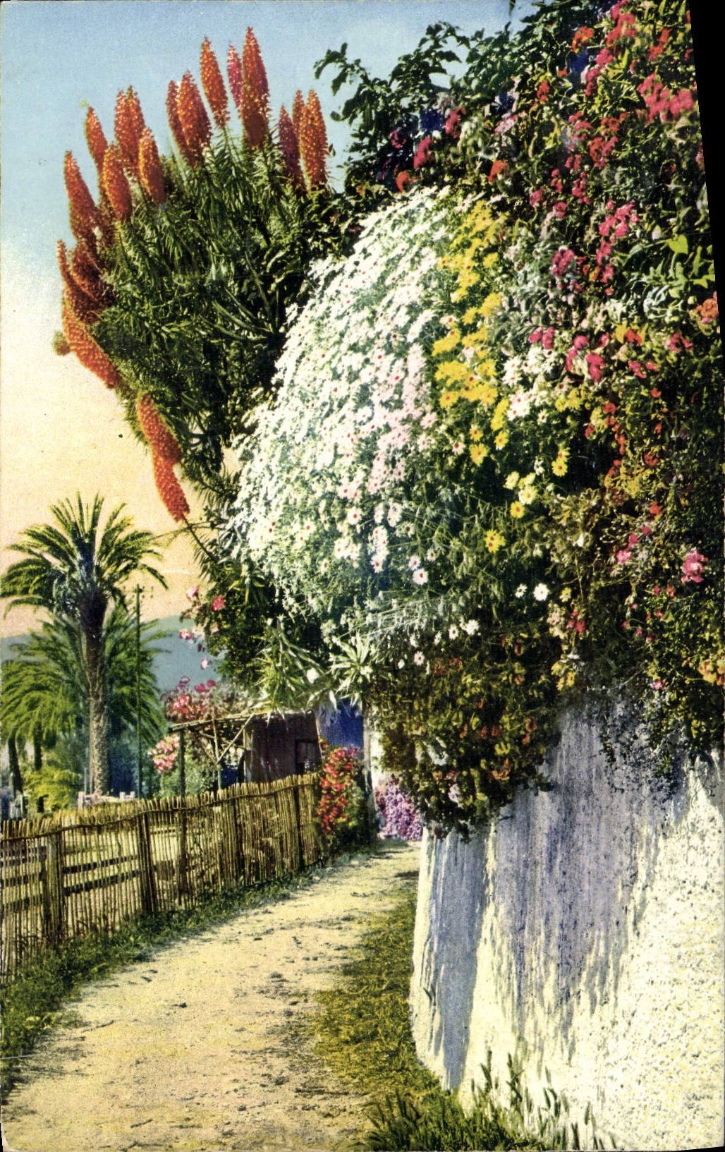 La POSTAL de la VENDIMIA Menton floreció manera