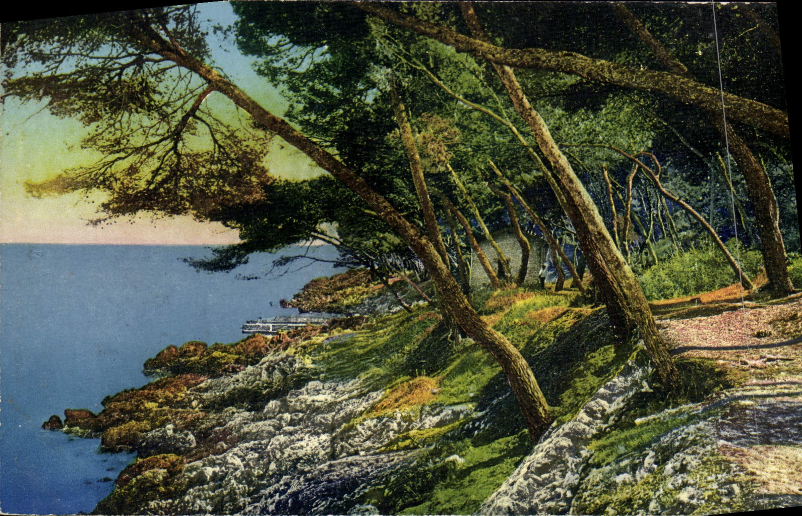 CPA Menton Un Sous Bois au Cap Martin