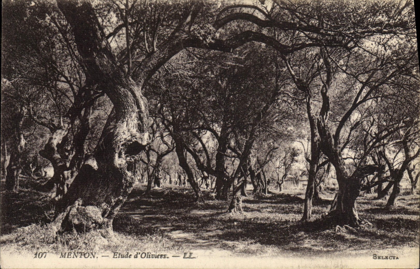 De la VENDIMIA de la POSTAL detalles Menton de Aceituna-árboles