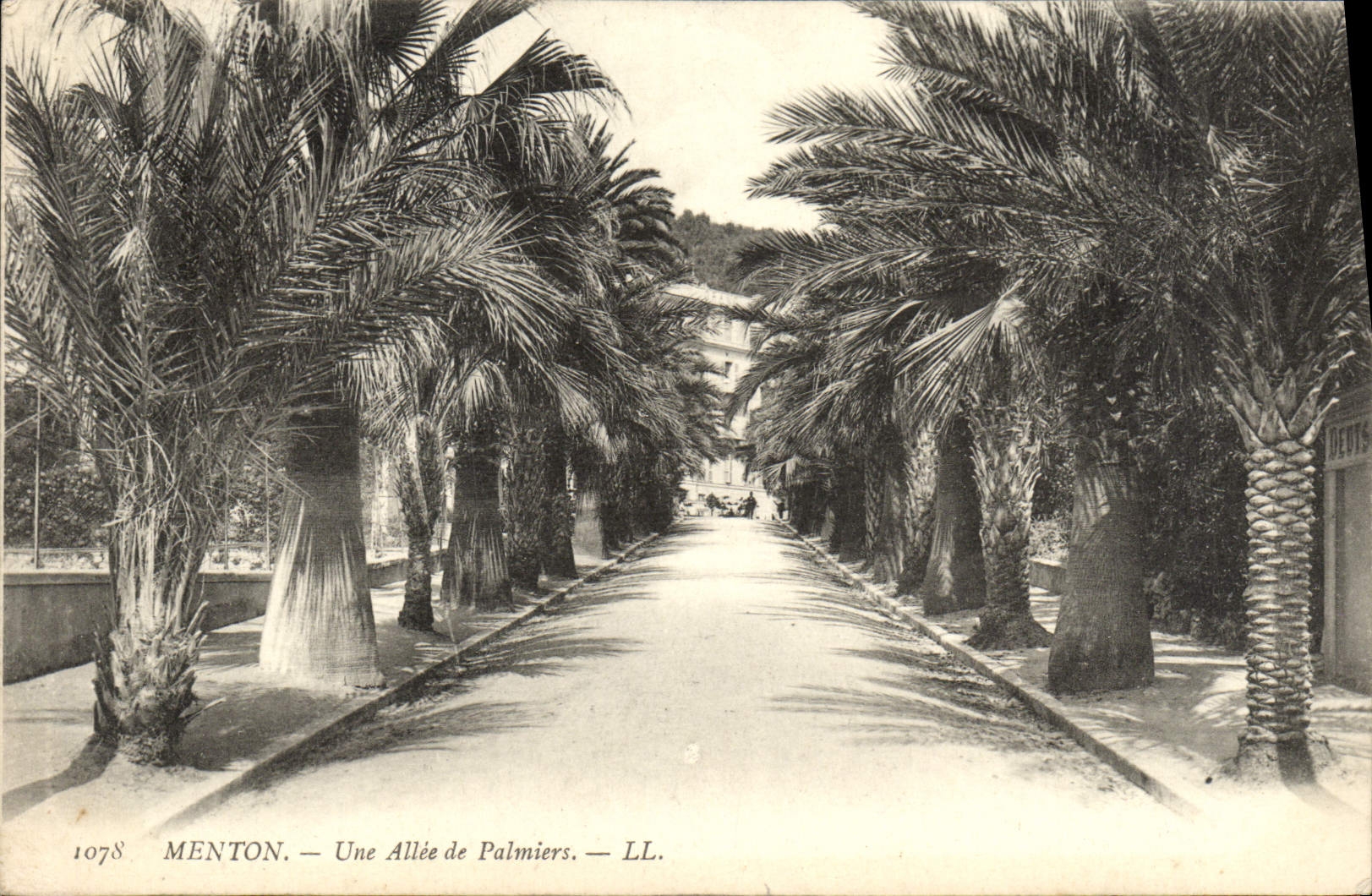CPA Menton Une Allee De Palmiers