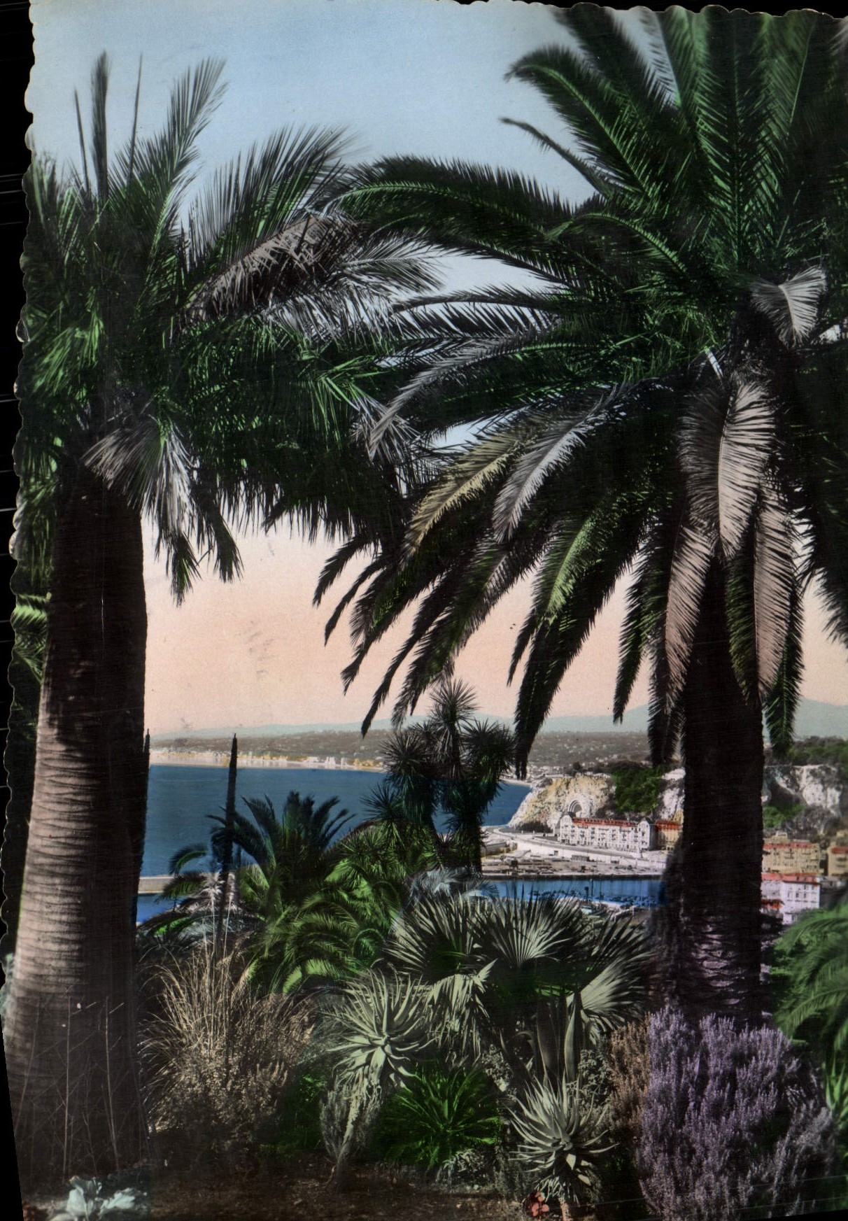 MODERN CARD Nice the Nicoise Flora Seen from of the Boron Mount