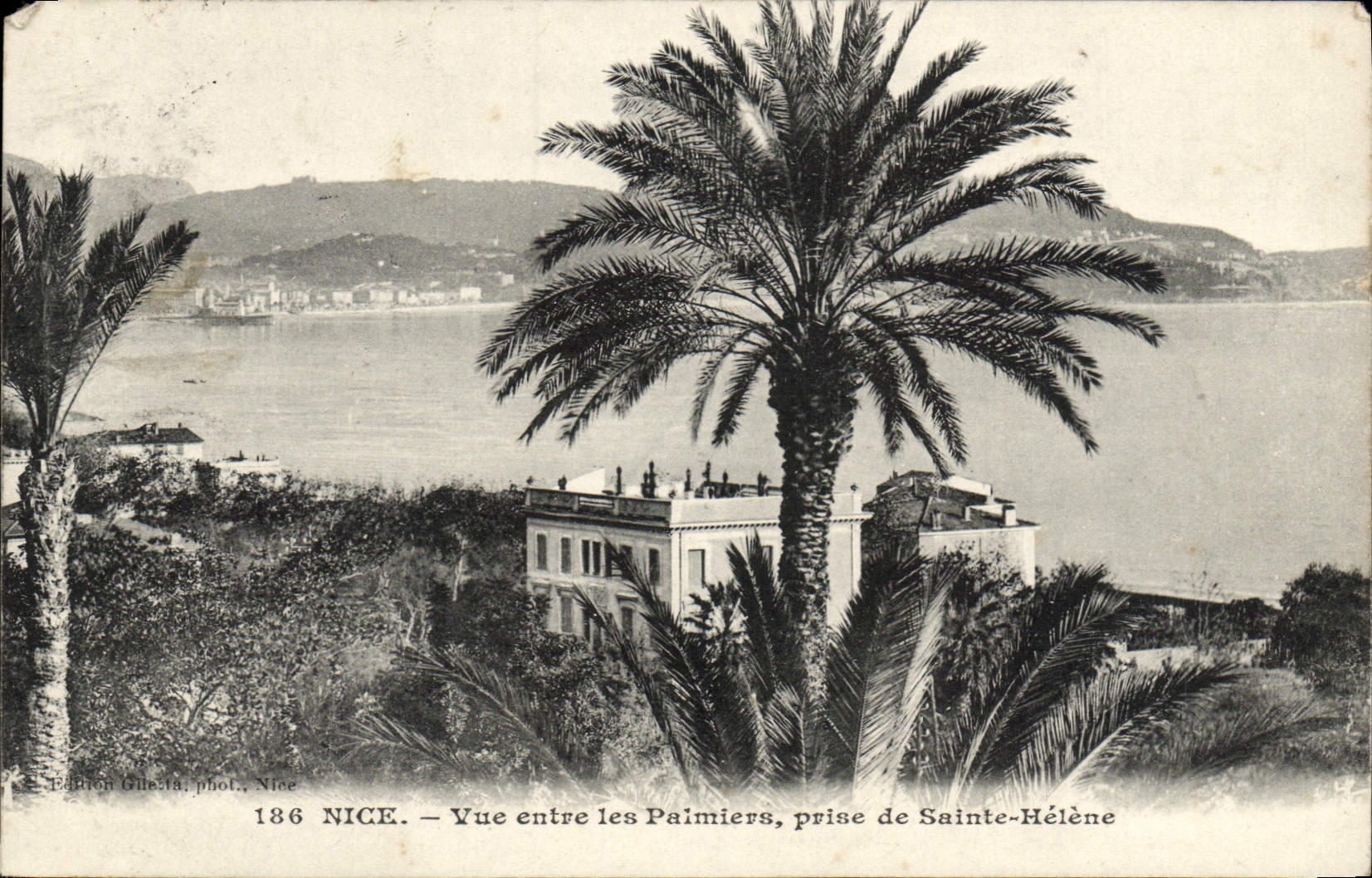 CPA Nice Vue entre les Palmiers prise de Sainte Helene 