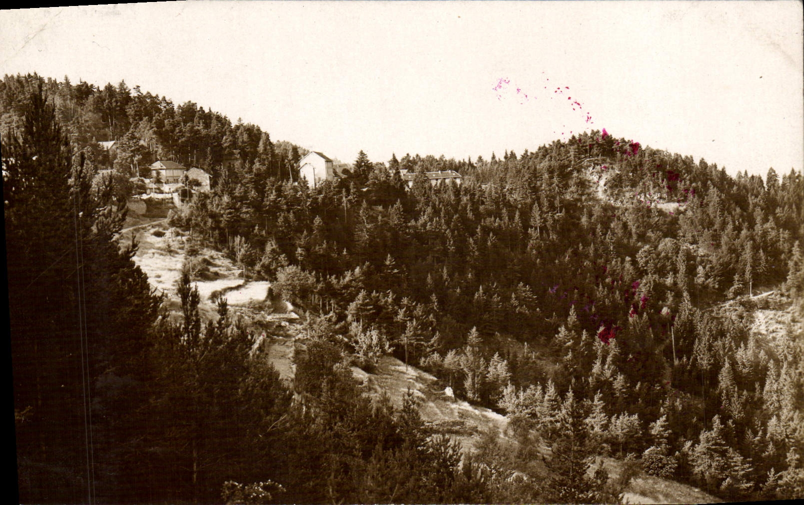 CPA Peira Cava La foret de sapins 