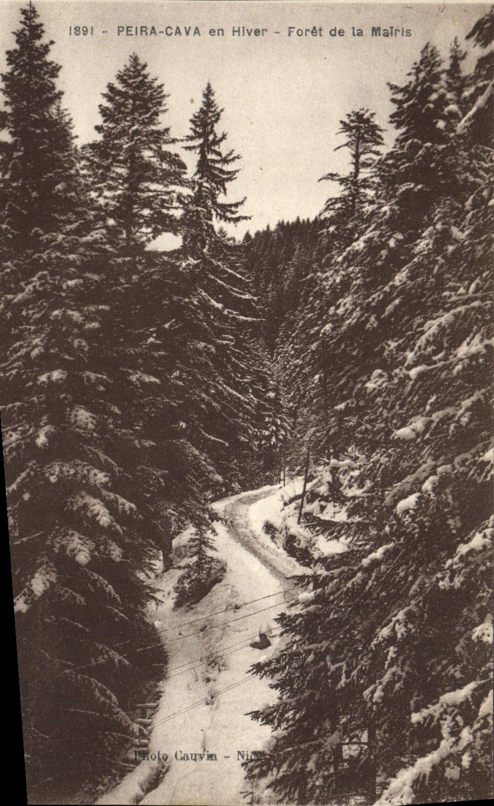CPA Peira Cava en Hiver Foret de la Mairis 