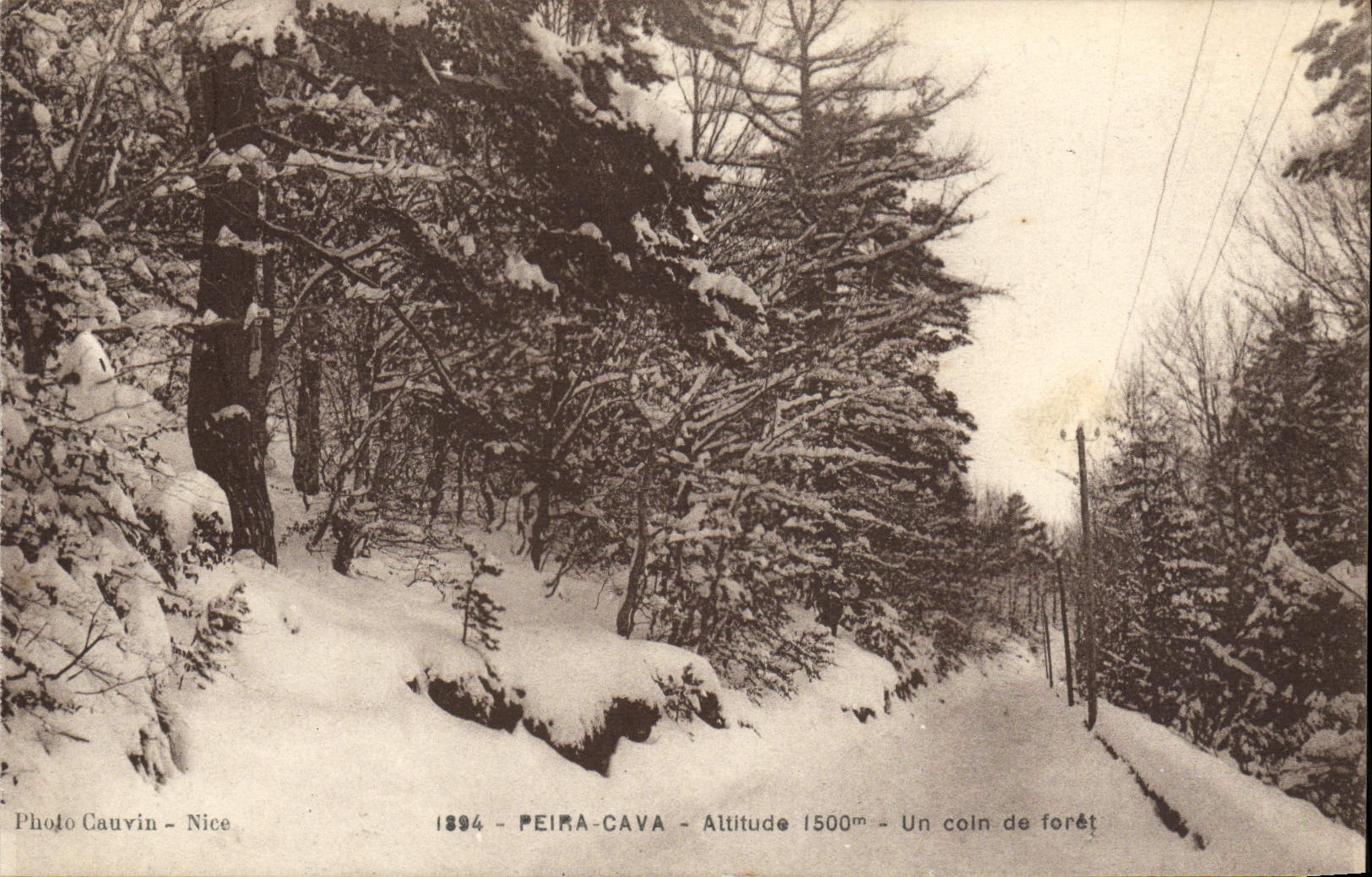 CPA Peira Cava Un coin de foret 