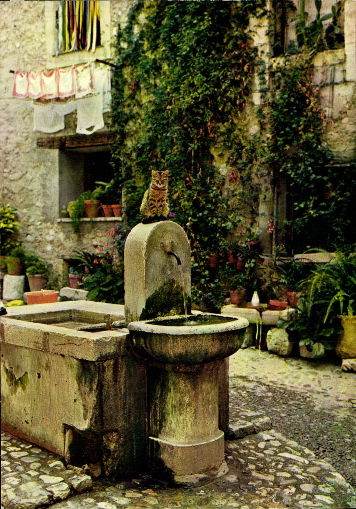 MODERN CARD Saint Paul the Fountain with the Cat