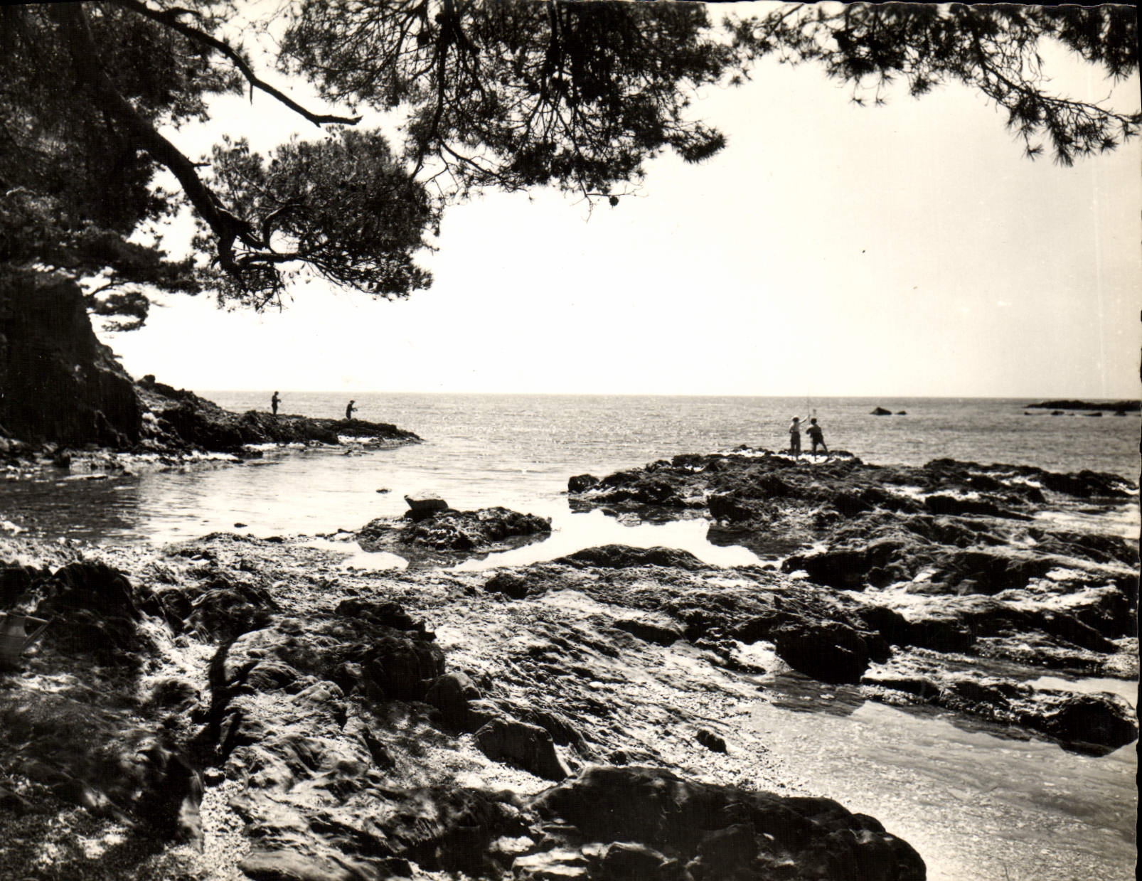 CPM La Cote d'Azur Varoise Presquile De Giens un Coin Du Du Niel