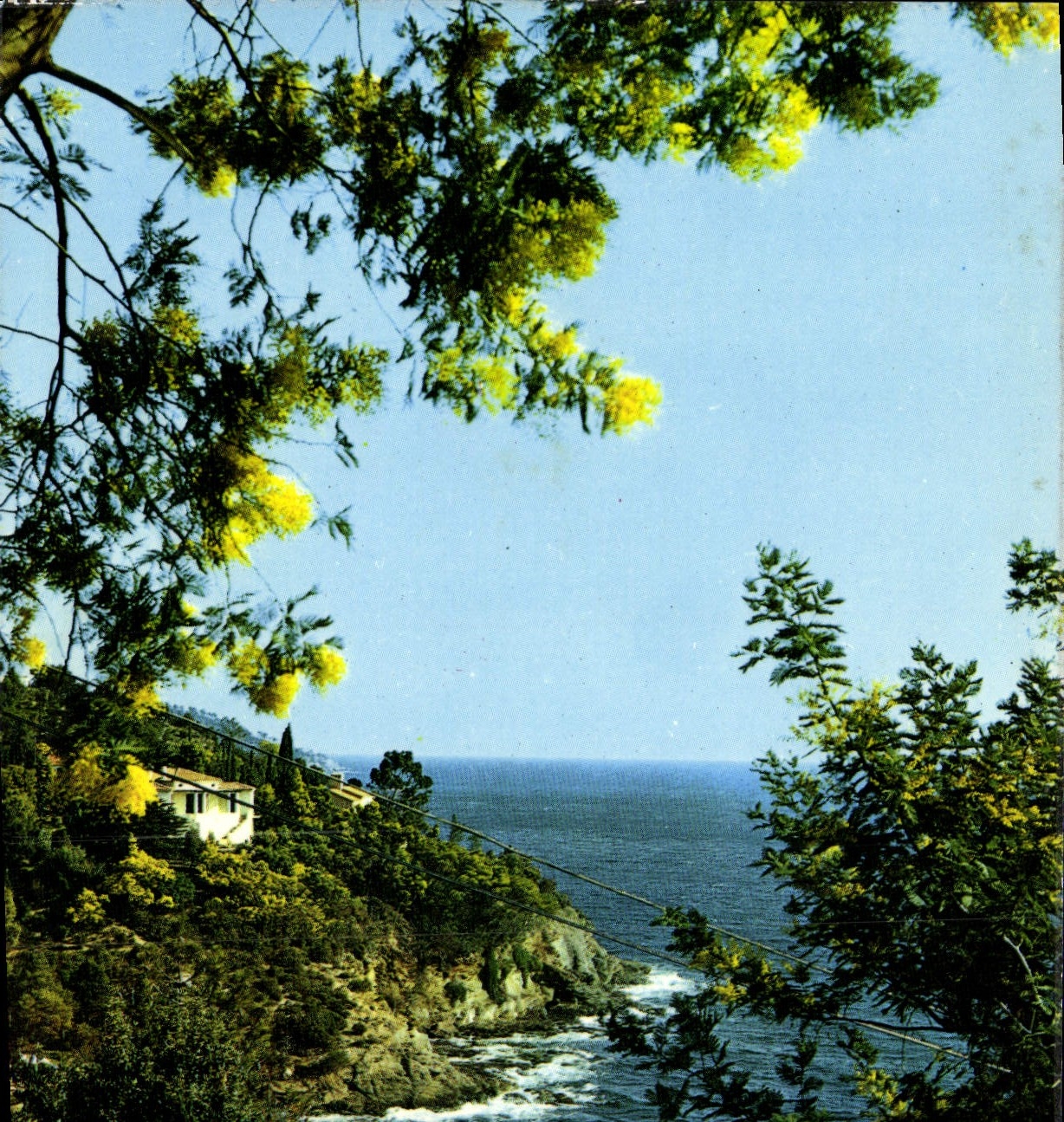 CPM Lumiere Et Beaute De La Cote d'Azur Les Boules Dorees Des Mimosas