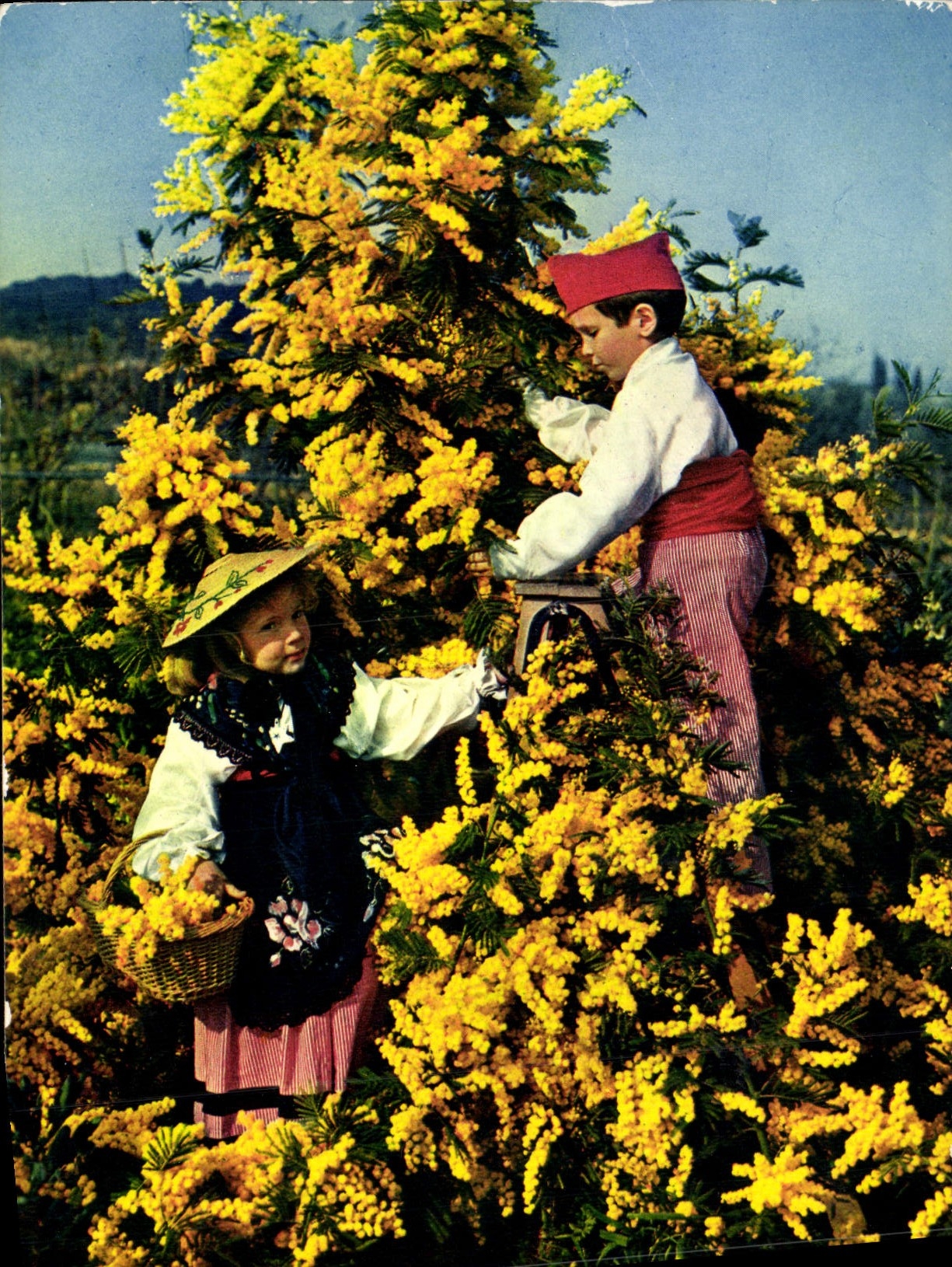 MODERN CARD Flowers Of the Dimension of Azure Mimosas Children