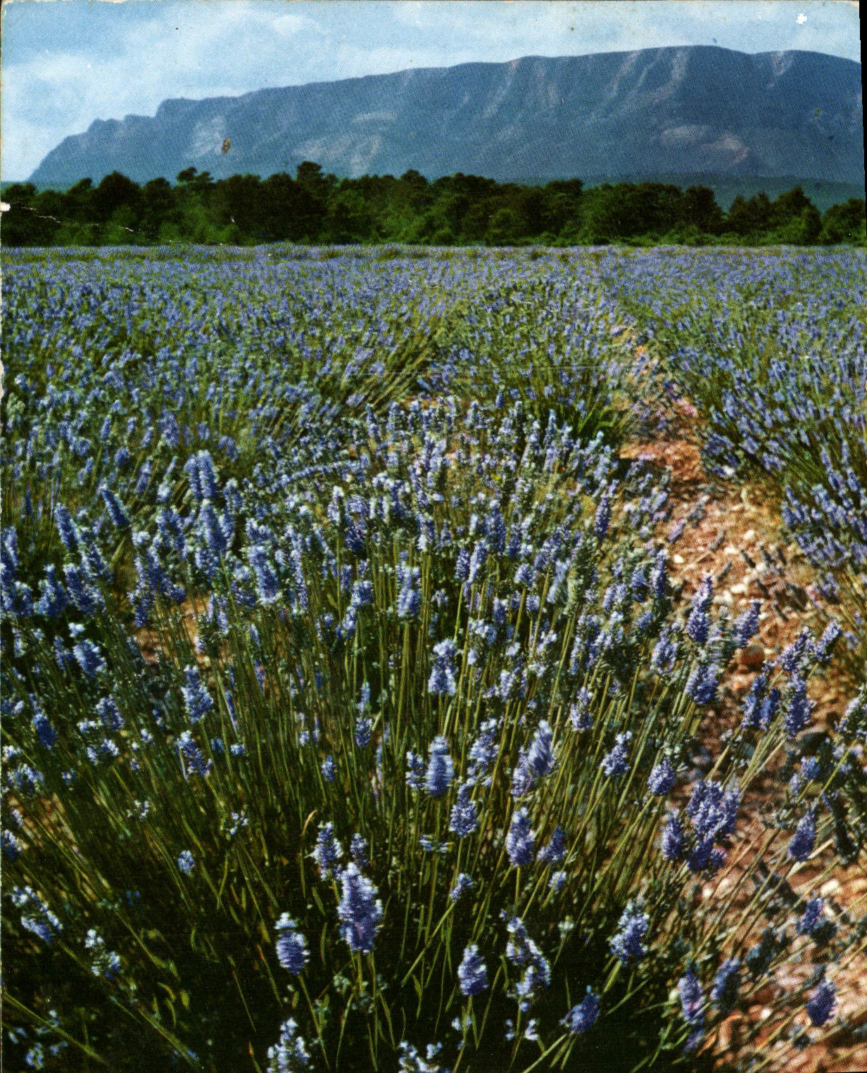 MODERN CARD Provence And Its Fields Of Lavender
