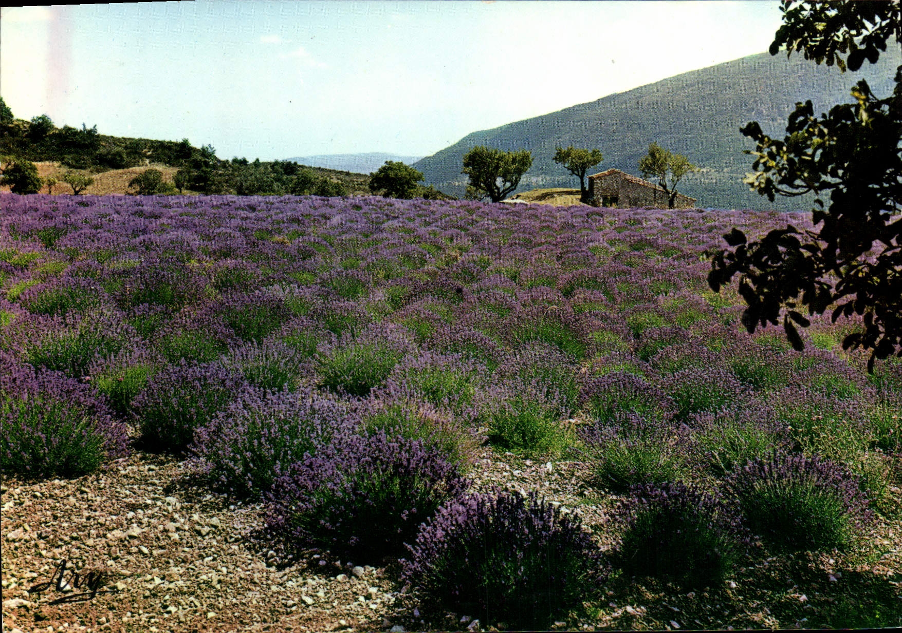 MODERN CARD Road Of the Lavender a Field flowered in Provence
