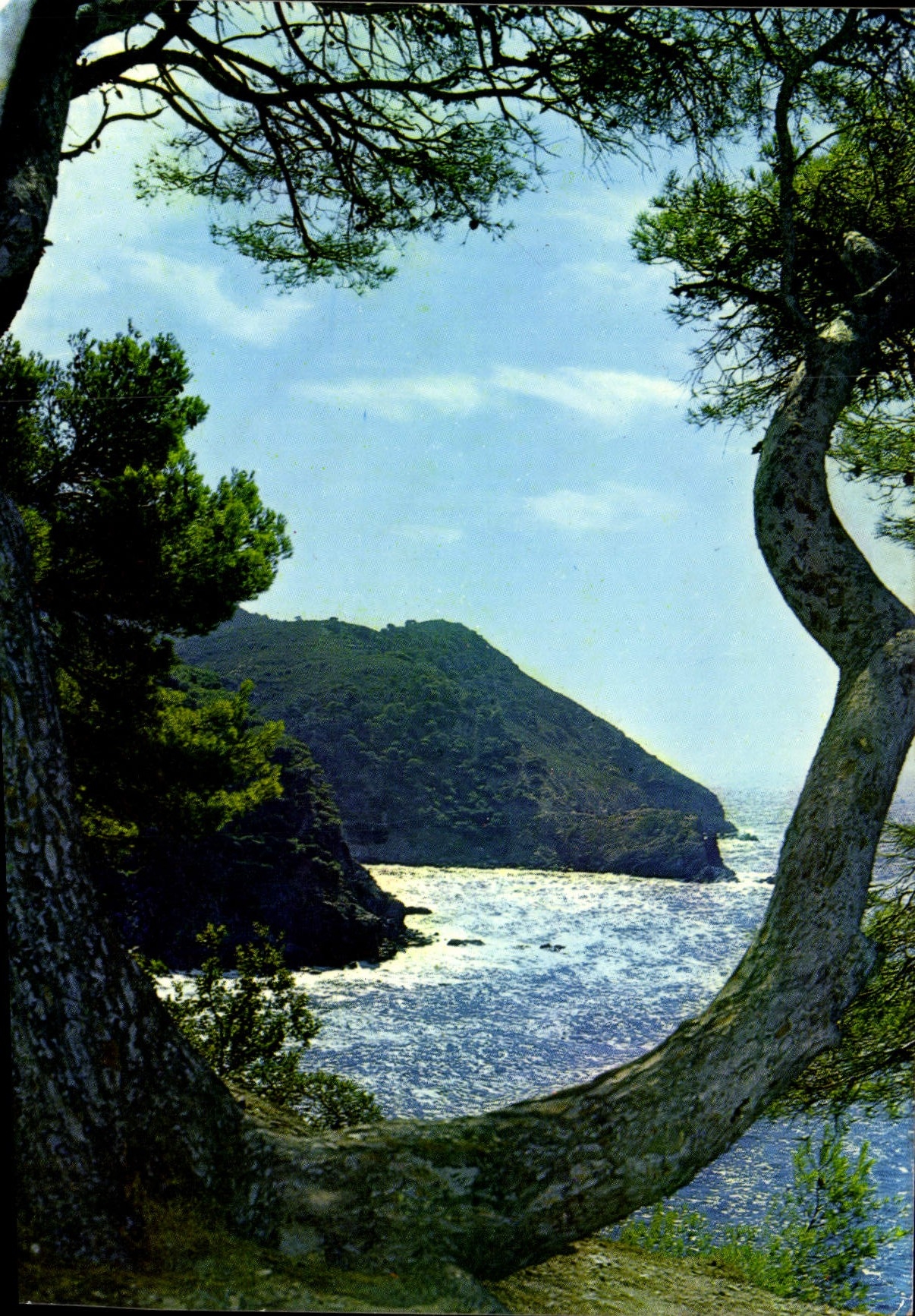 CPM Lumiere Et Beaute De La Mediterranee