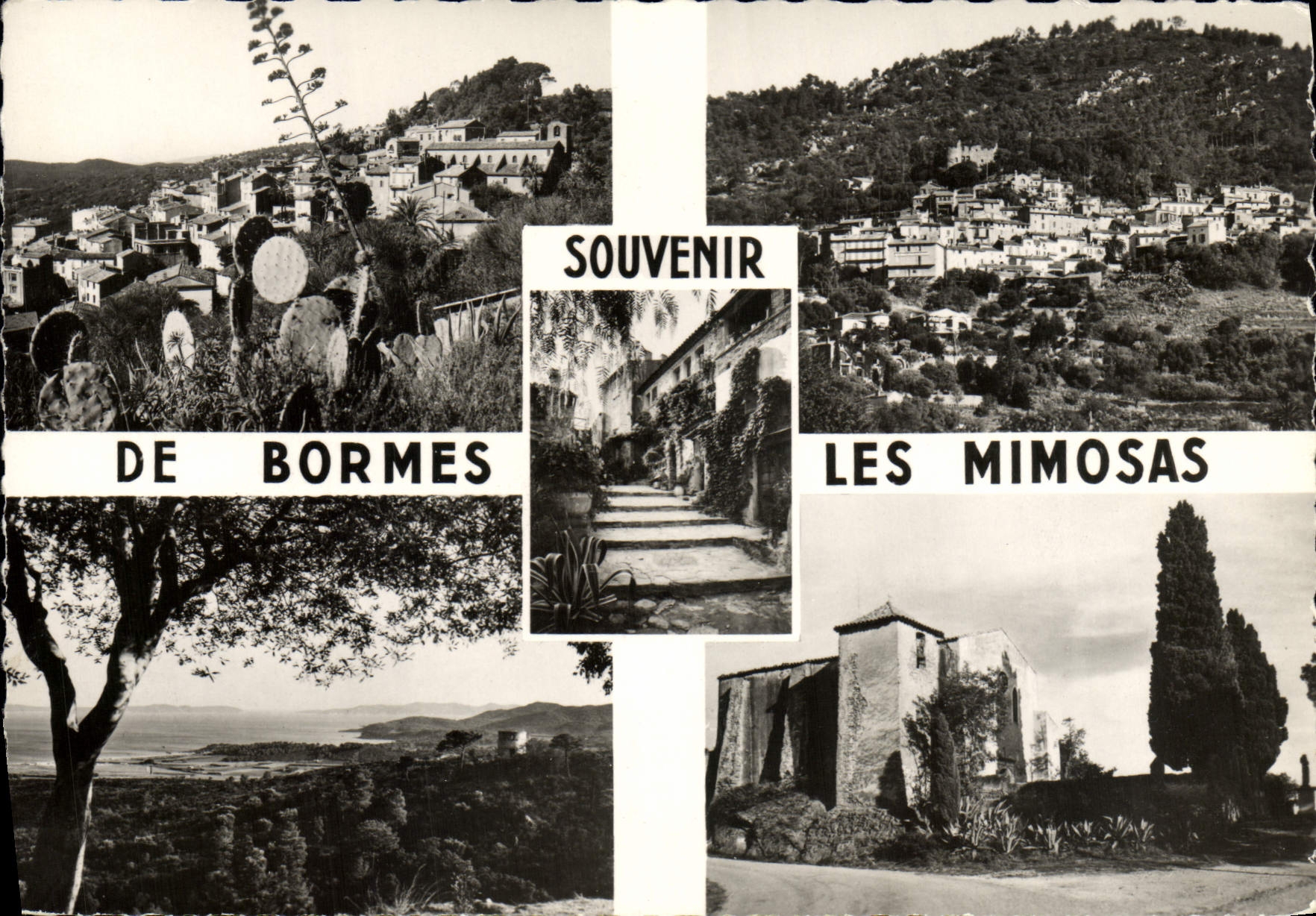 MODERN CARD To remember De Bormes Mimosas