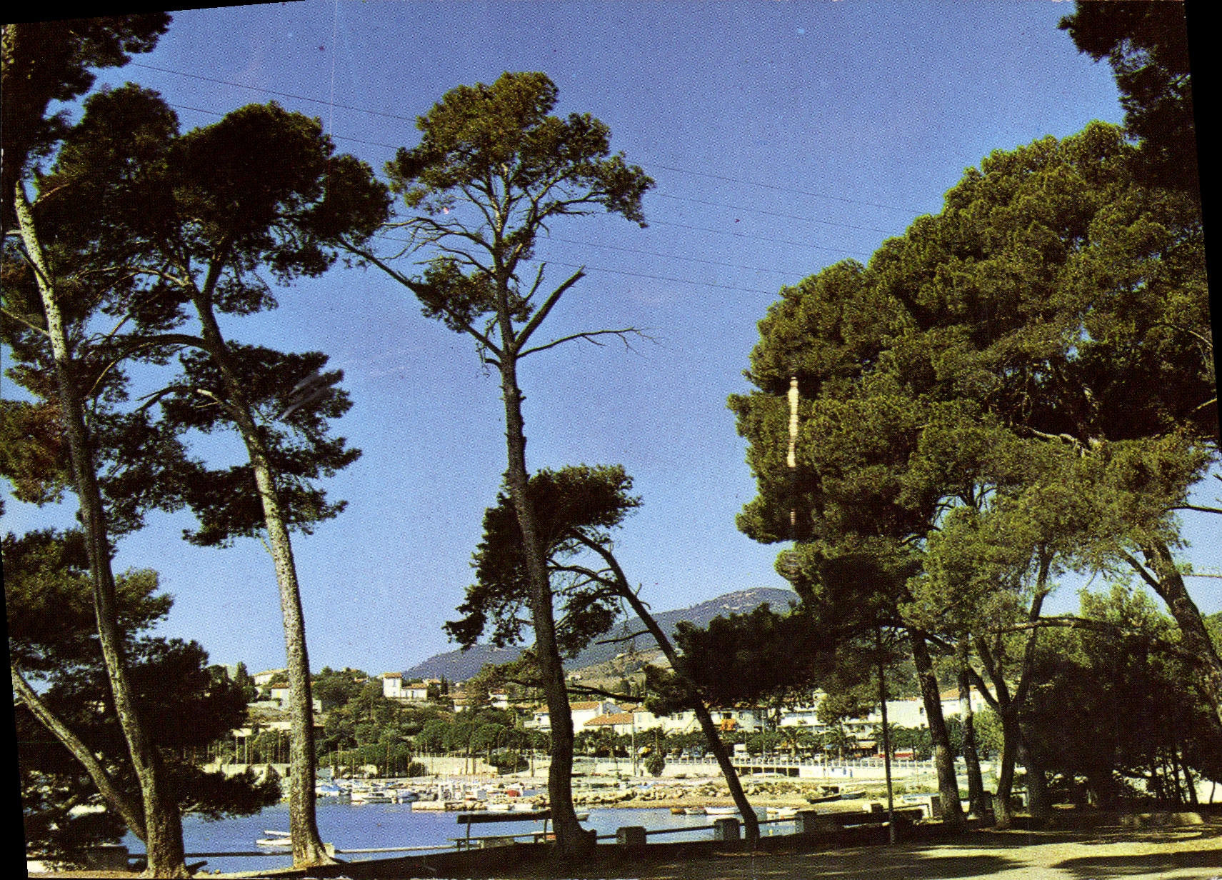 CPM Lumiere Et Beaute De La Cote D'Azur Carqueiranne Les Pins Penches Le Port Des Salettes