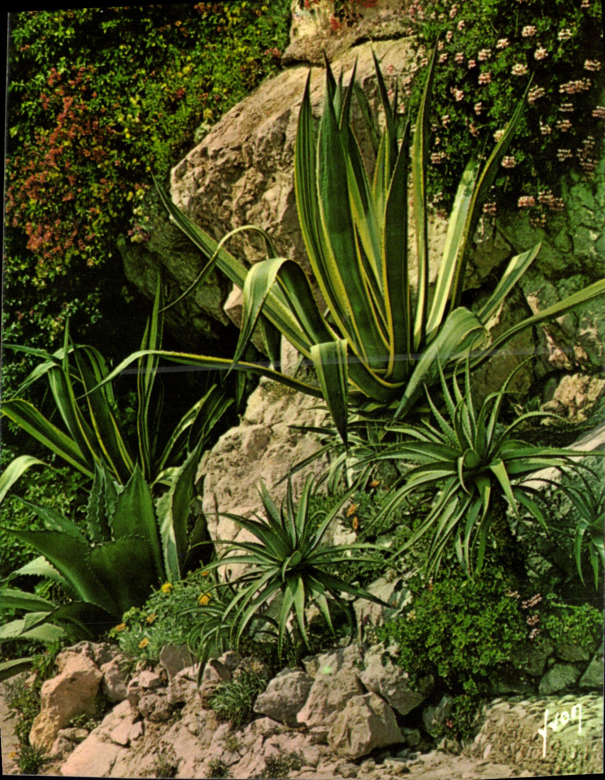 CPM Couleurs Et Lumiere De France La Cote d'Azur Jardin Fleuri