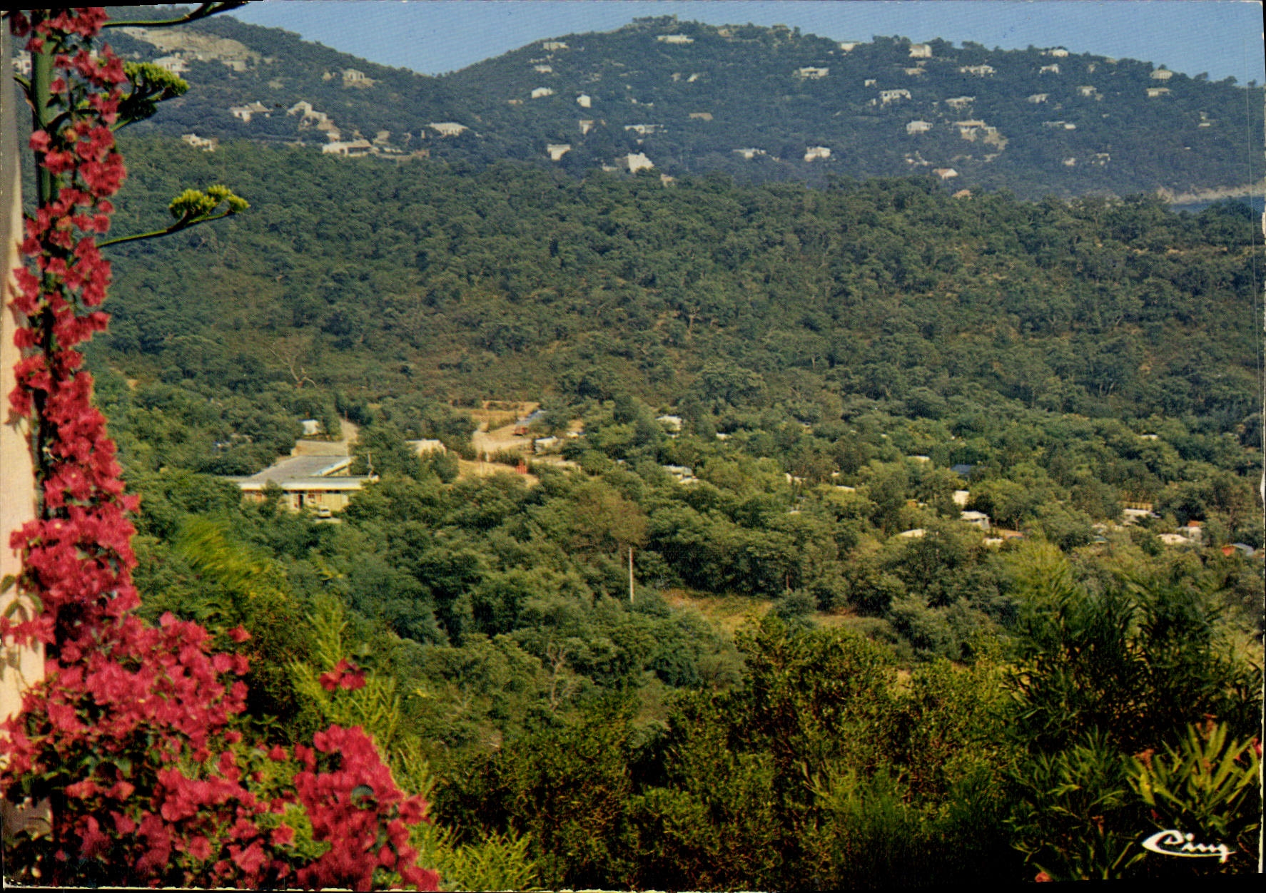 MODERN CARD Cavaliere On Sea View In the Foreground the Camp-site Of the Mimosas