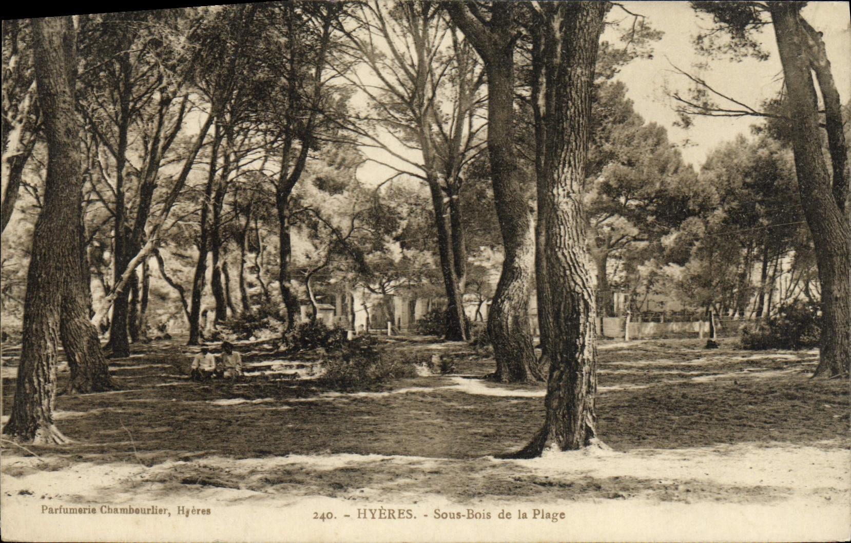 POSTAL Hyeres de la VENDIMIA debajo de la madera de la playa