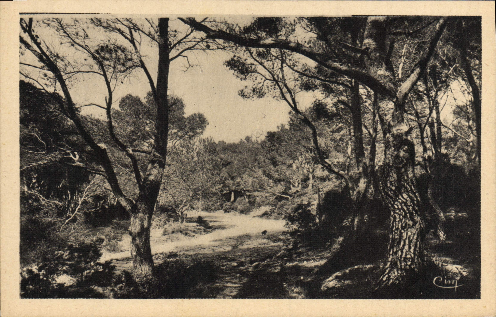 La POSTAL Hyeres de la VENDIMIA las palmeras debajo de la madera tiene Costebelle