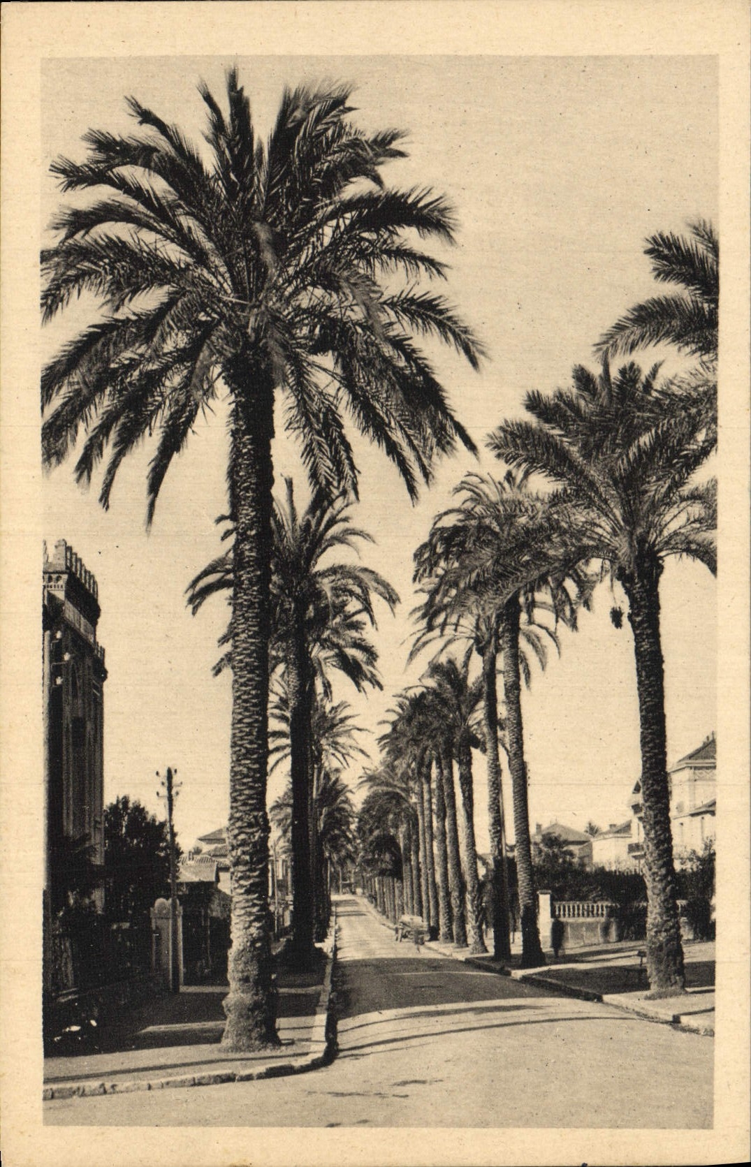 CPA Hyeres les Palmiers Avenue Costa de Beauregard